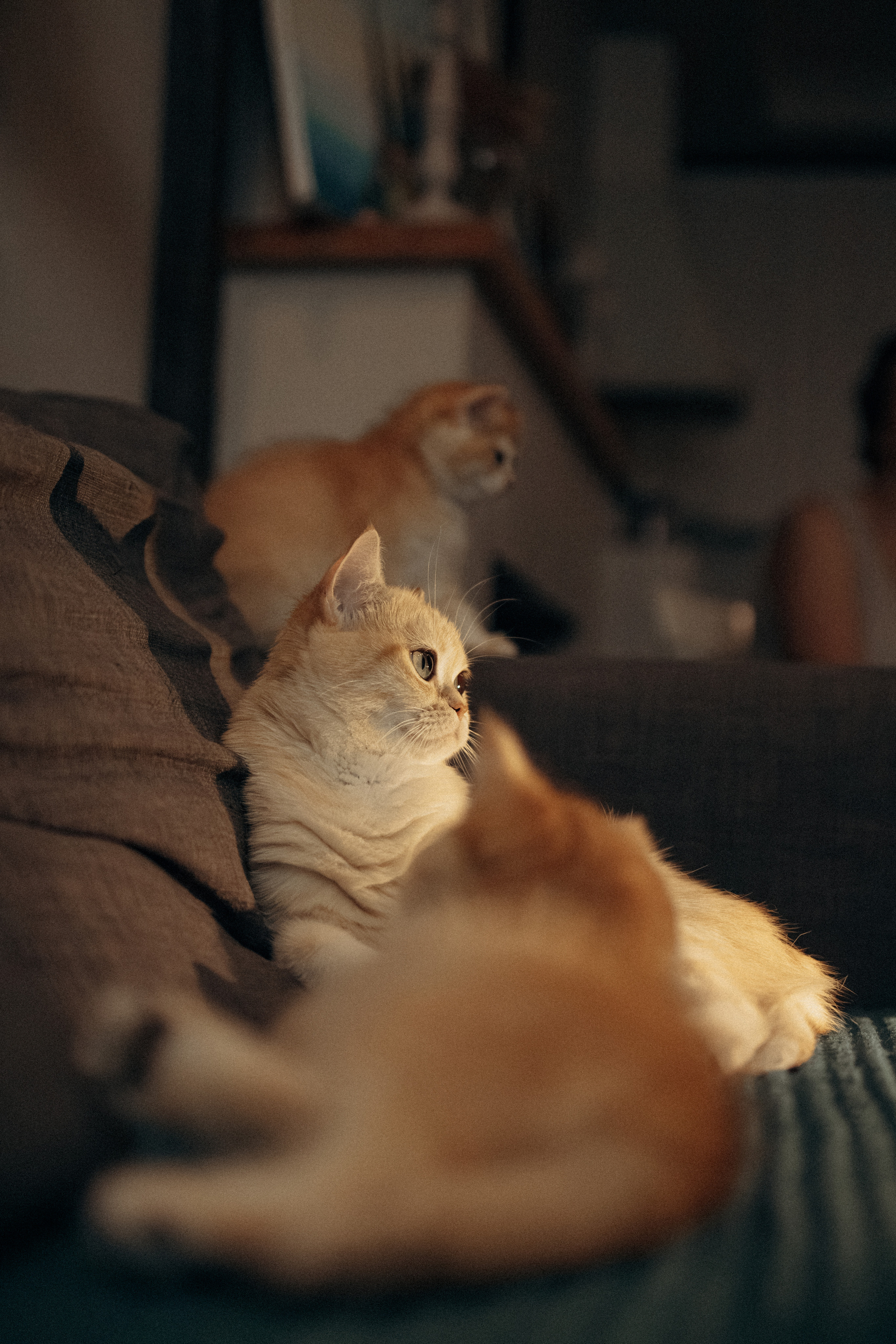 Илья, Люба и котики. Фотораф — анималист Мария Шистка