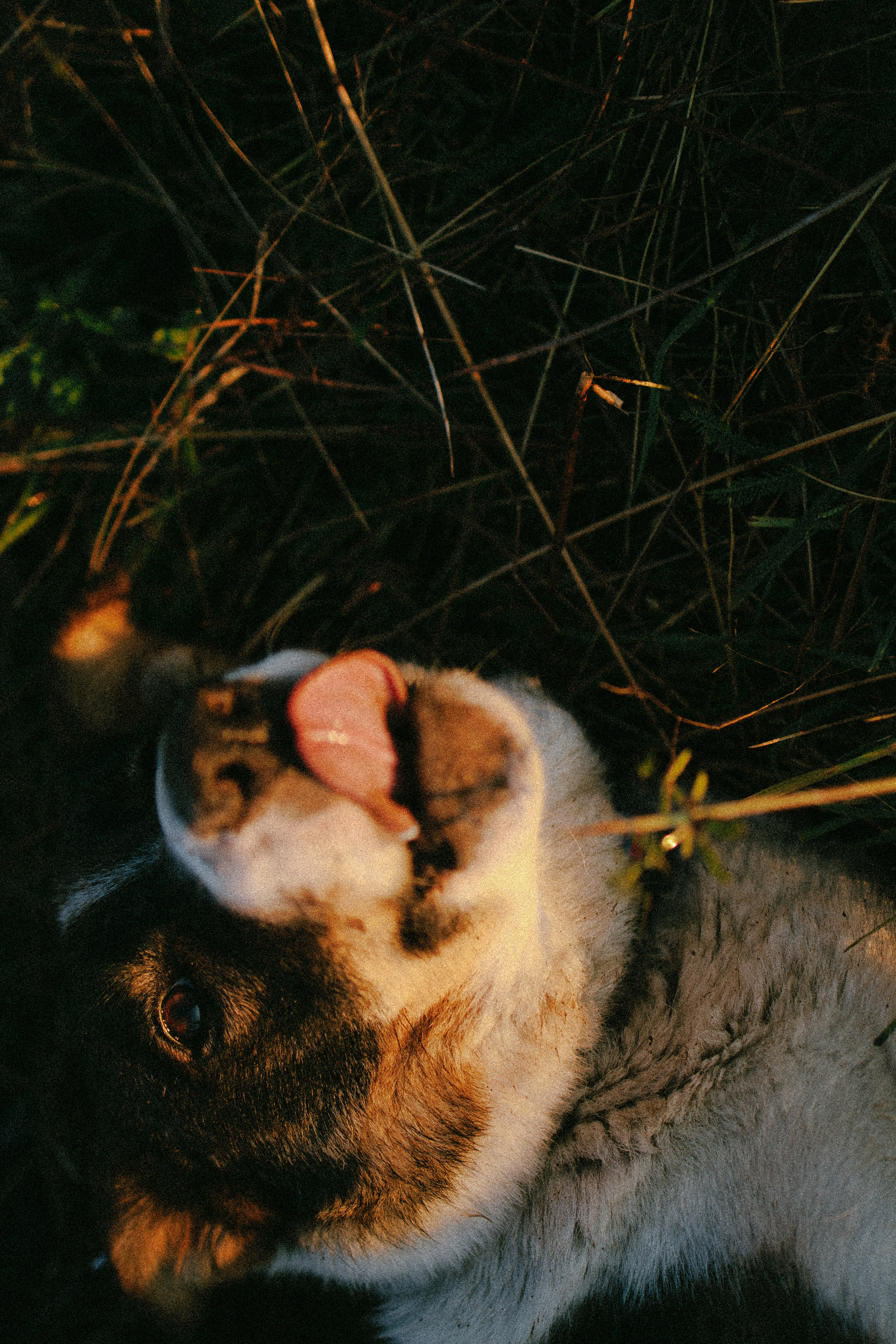 Девочки и рассвет. Фотораф — анималист Мария Шистка