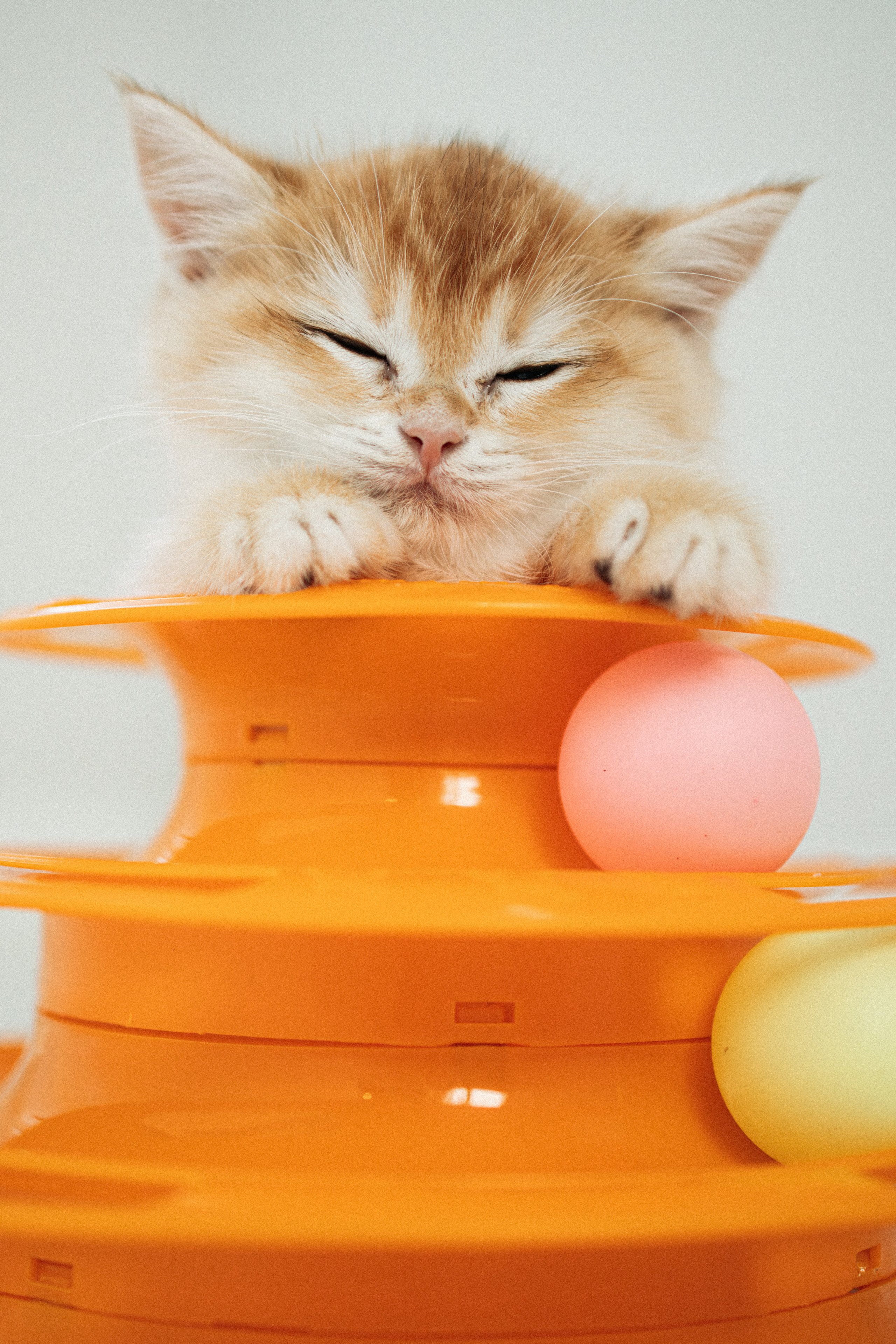 Илья, Люба и котики. Фотораф — анималист Мария Шистка