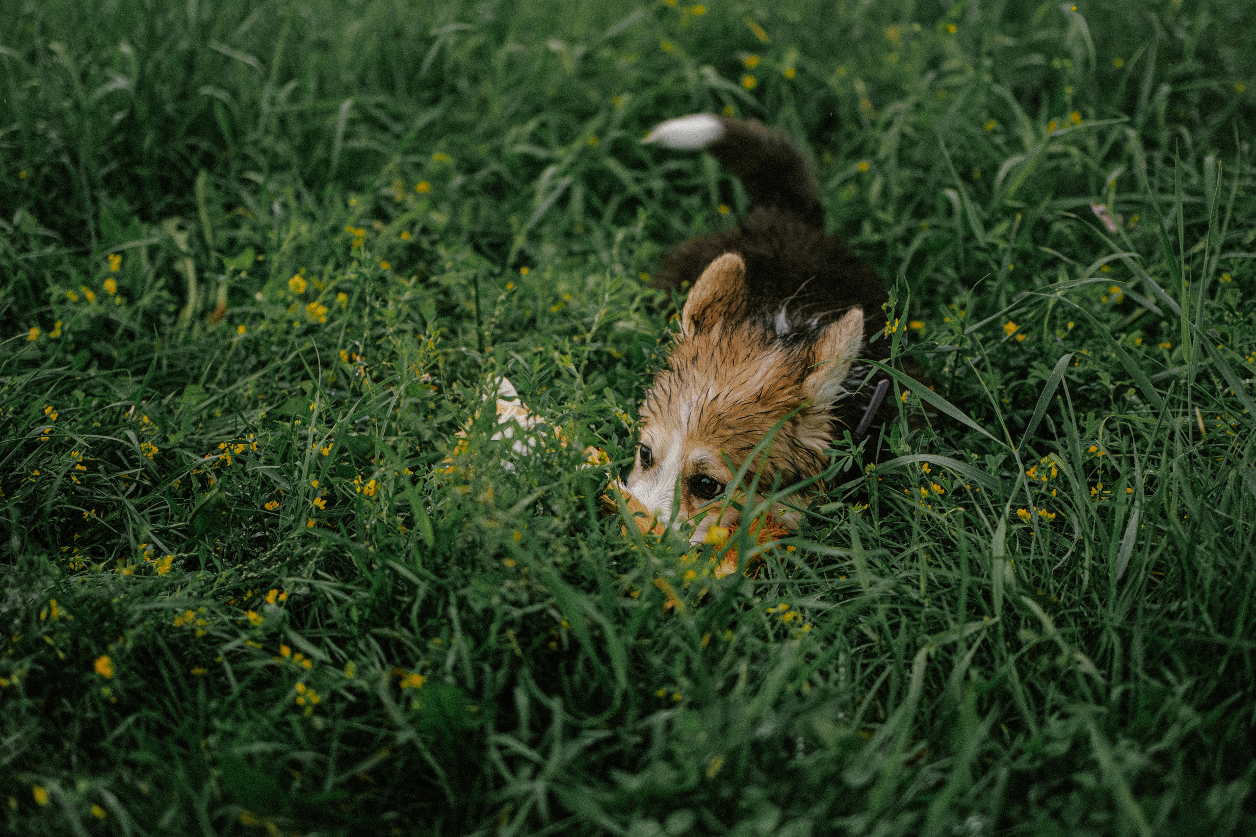 Влада и Мишель. Фотораф — анималист Мария Шистка