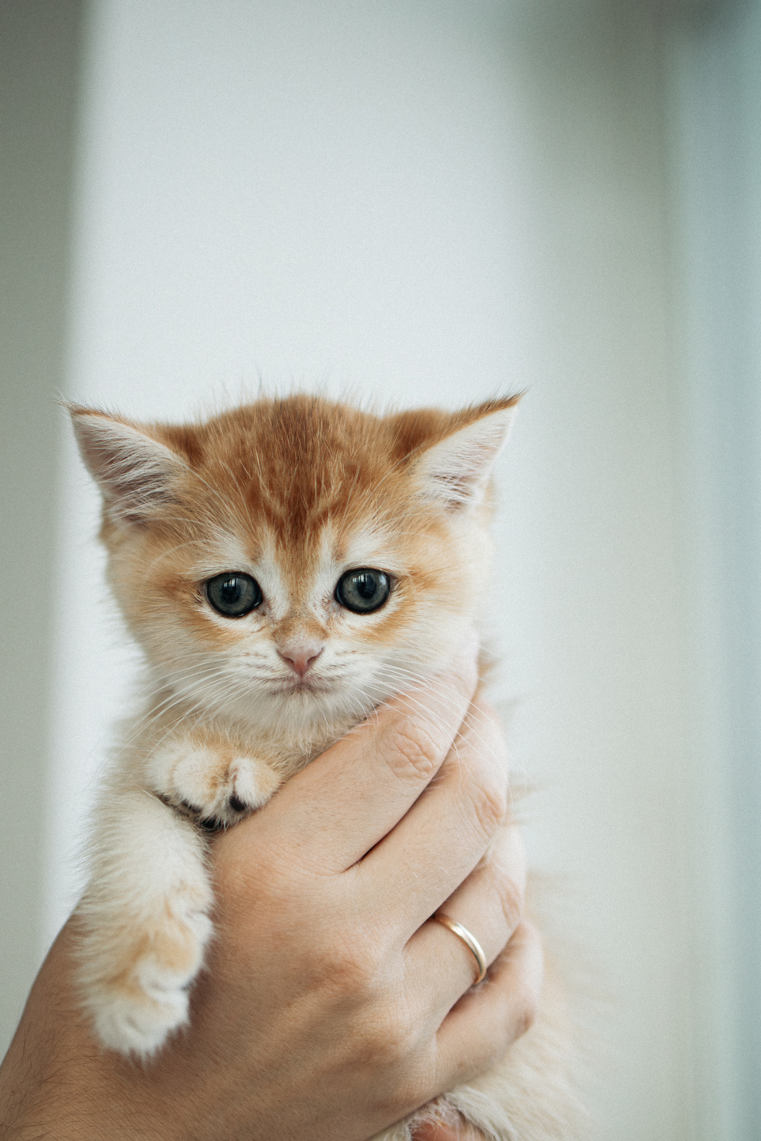 Илья, Люба и котики. Фотораф — анималист Мария Шистка