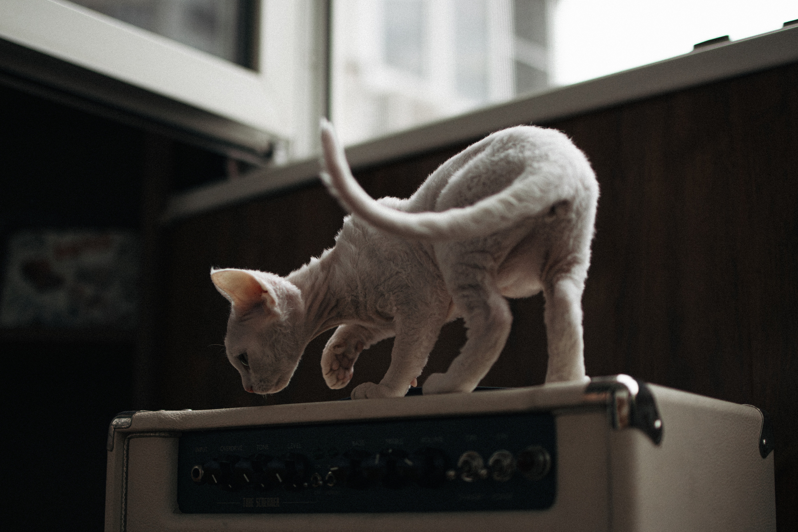 Этери, Саша и Эвия. Фотораф — анималист Мария Шистка