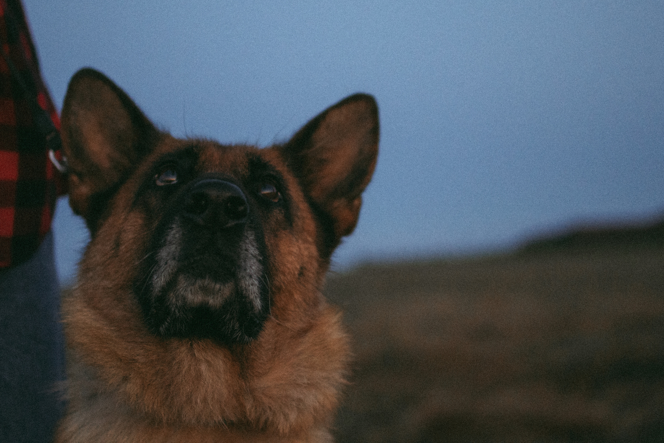 Девочки и рассвет. Фотораф — анималист Мария Шистка