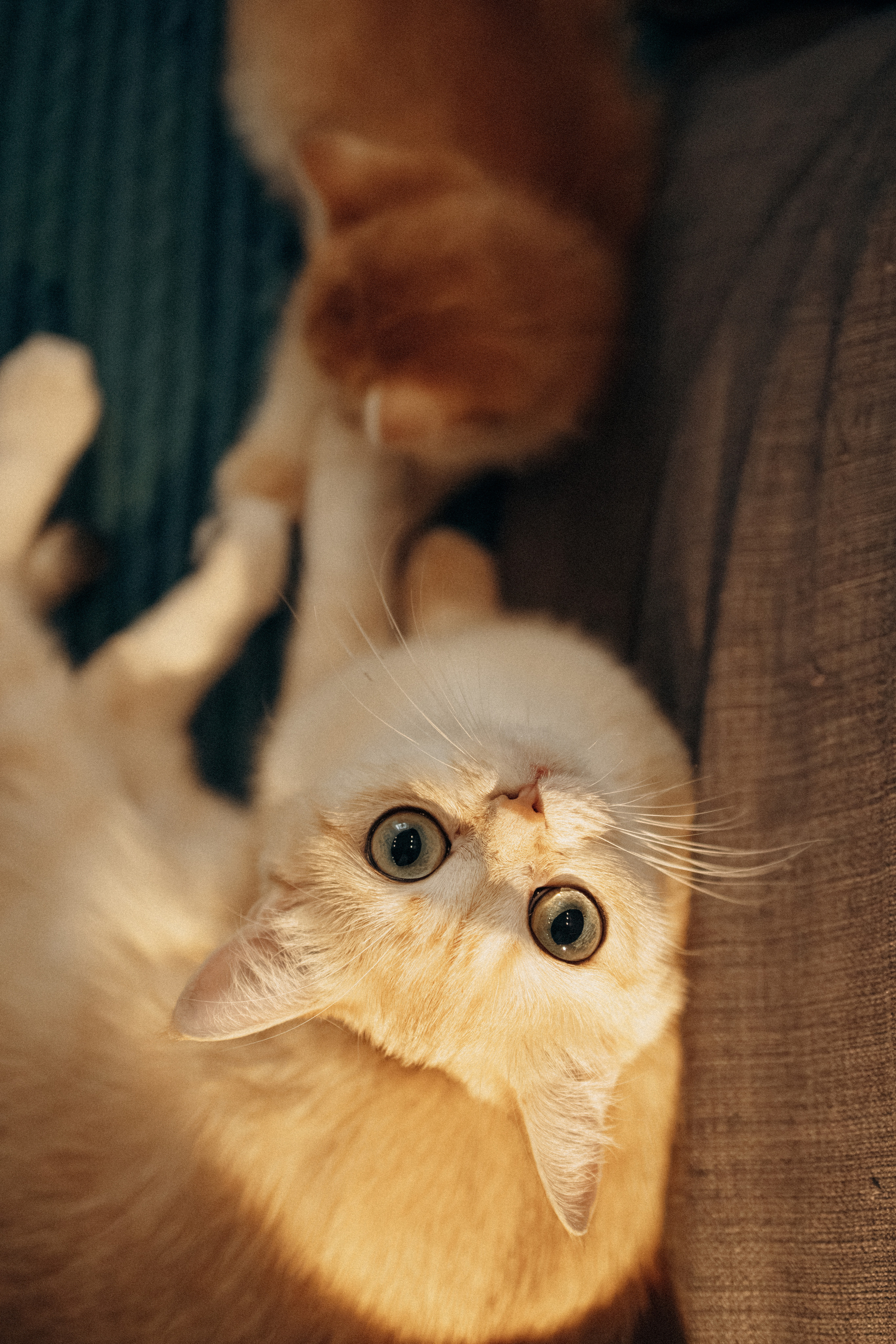 Илья, Люба и котики. Фотораф — анималист Мария Шистка