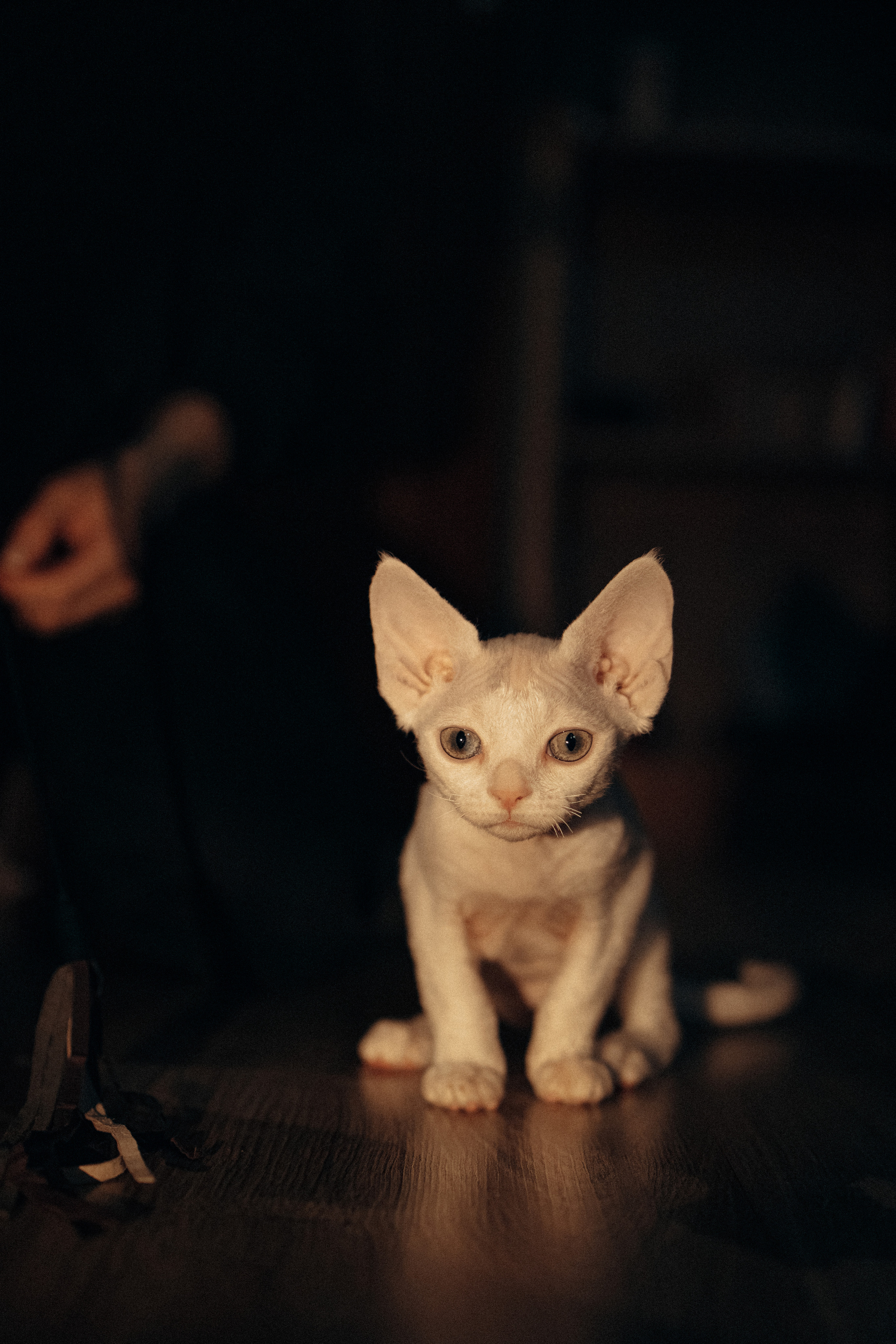 Этери, Саша и Эвия. Фотораф — анималист Мария Шистка