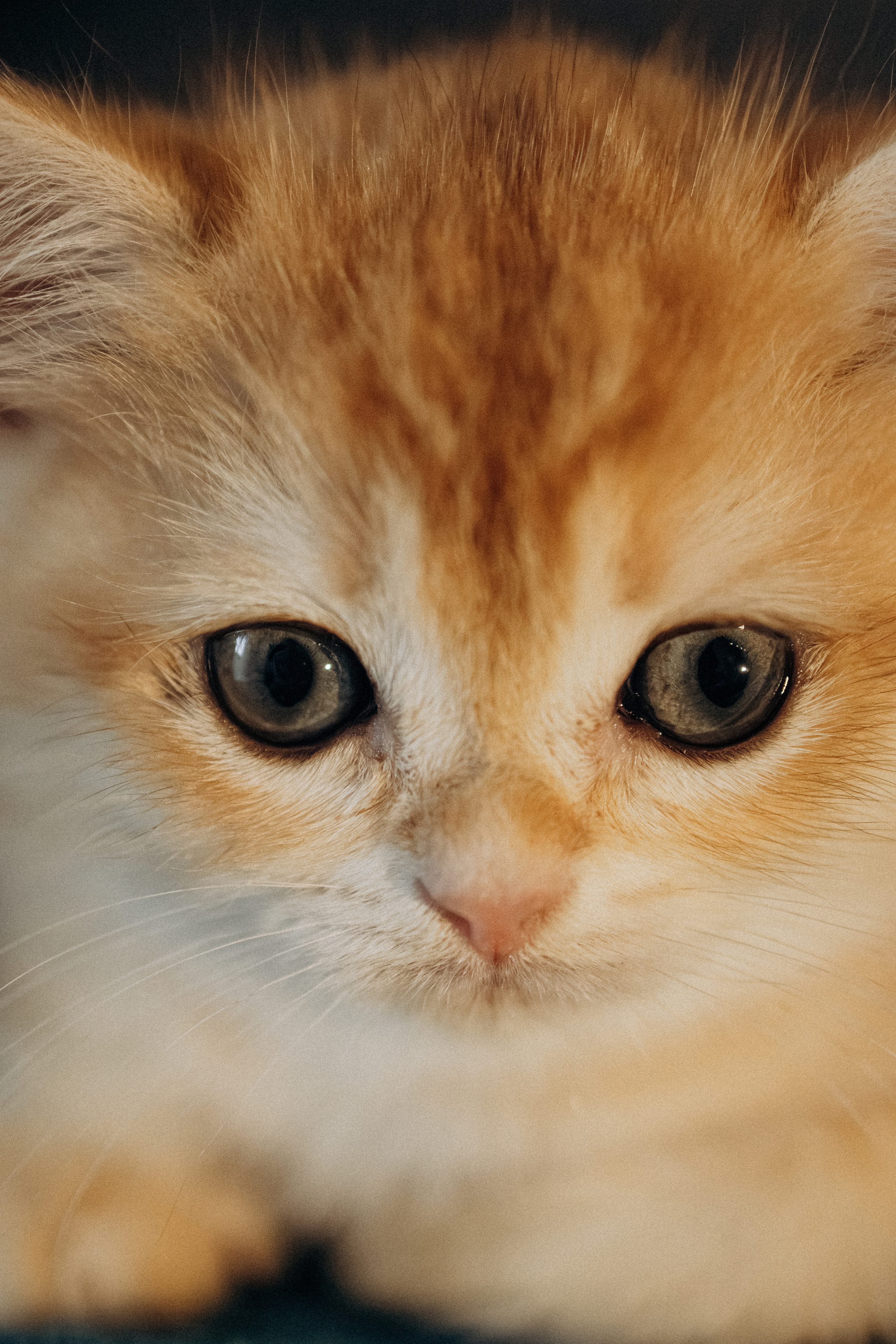 Илья, Люба и котики. Фотораф — анималист Мария Шистка