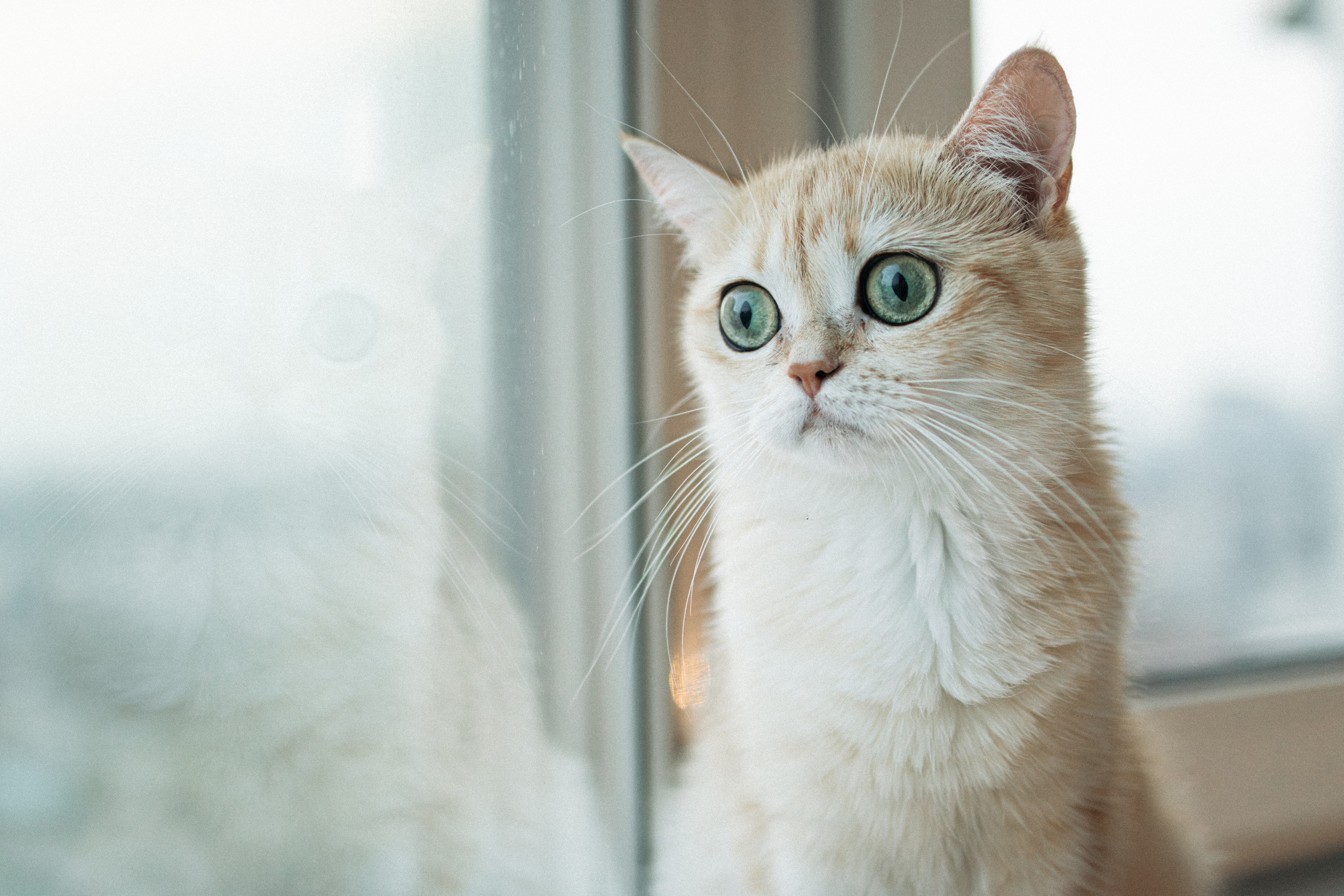 Илья, Люба и котики. Фотораф — анималист Мария Шистка