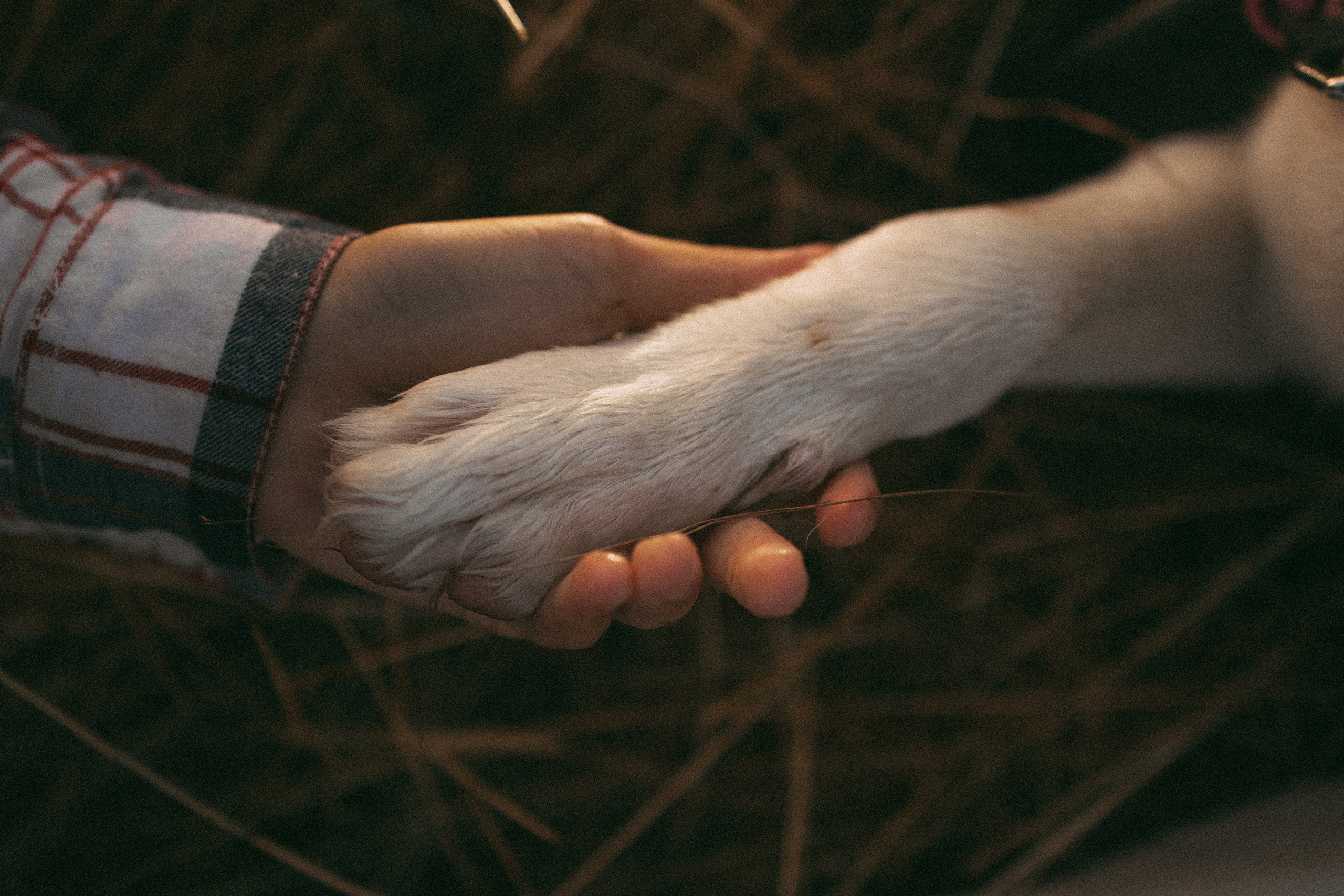 Девочки и рассвет. Фотораф — анималист Мария Шистка