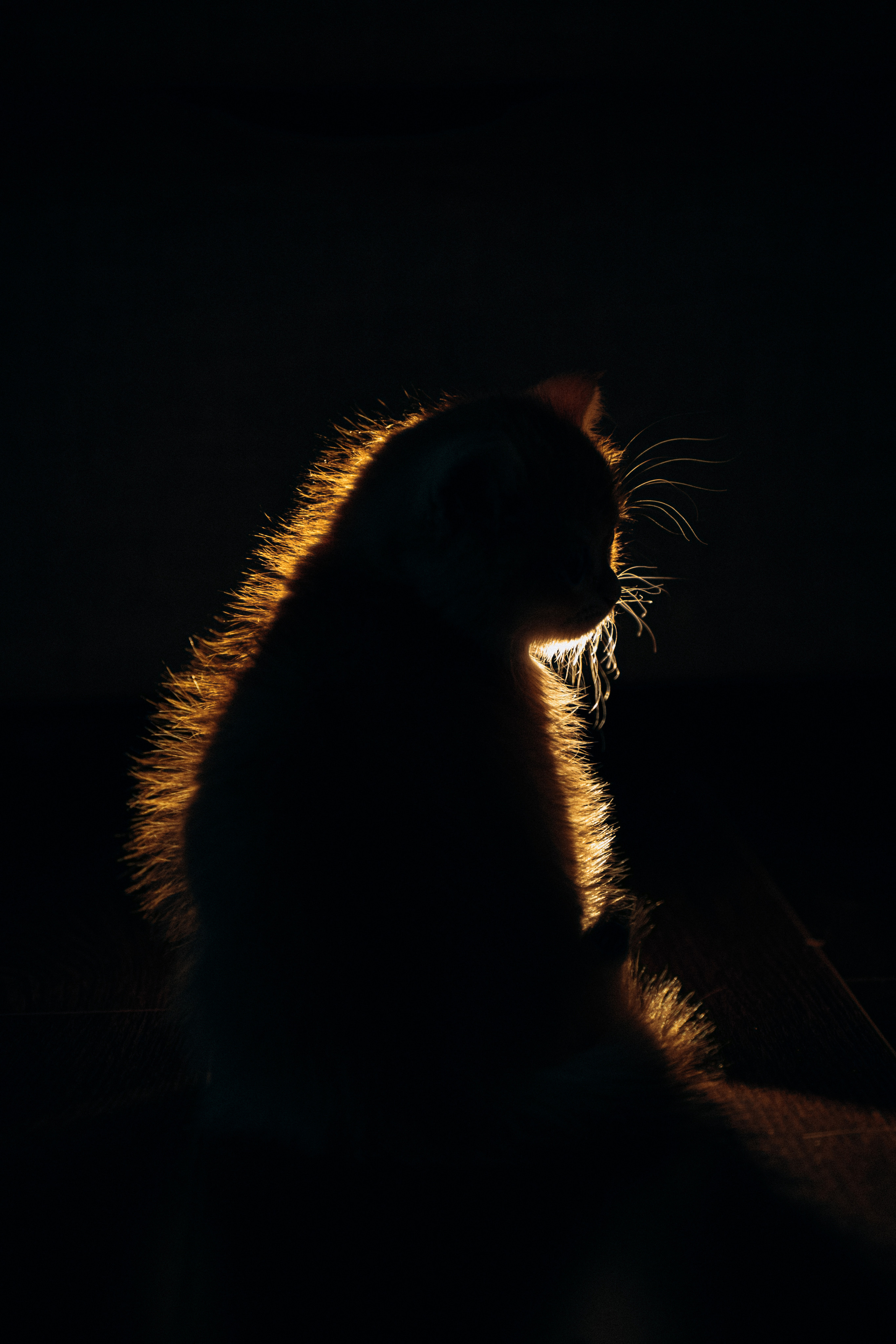 Илья, Люба и котики. Фотораф — анималист Мария Шистка