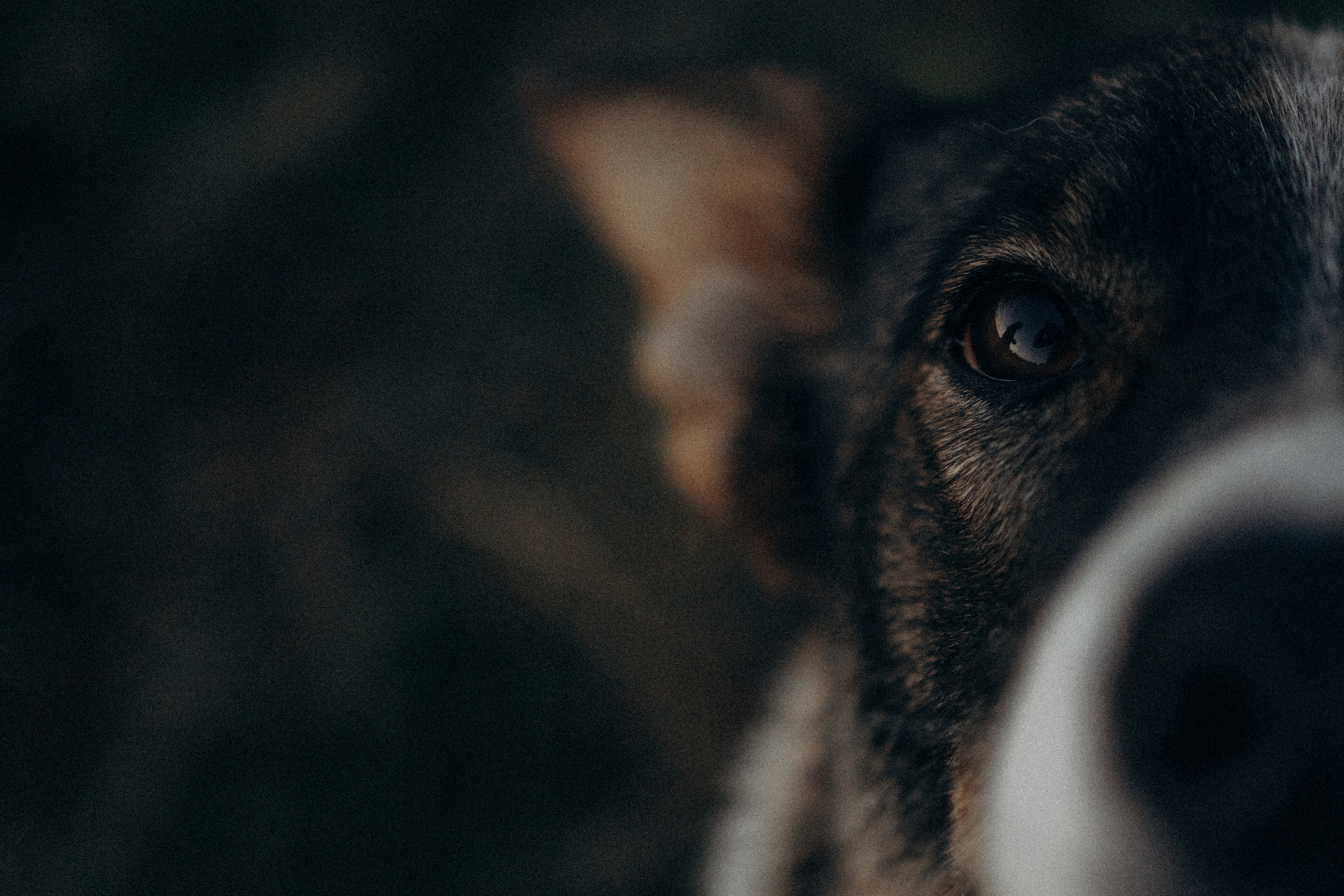 Девочки и рассвет. Фотораф — анималист Мария Шистка