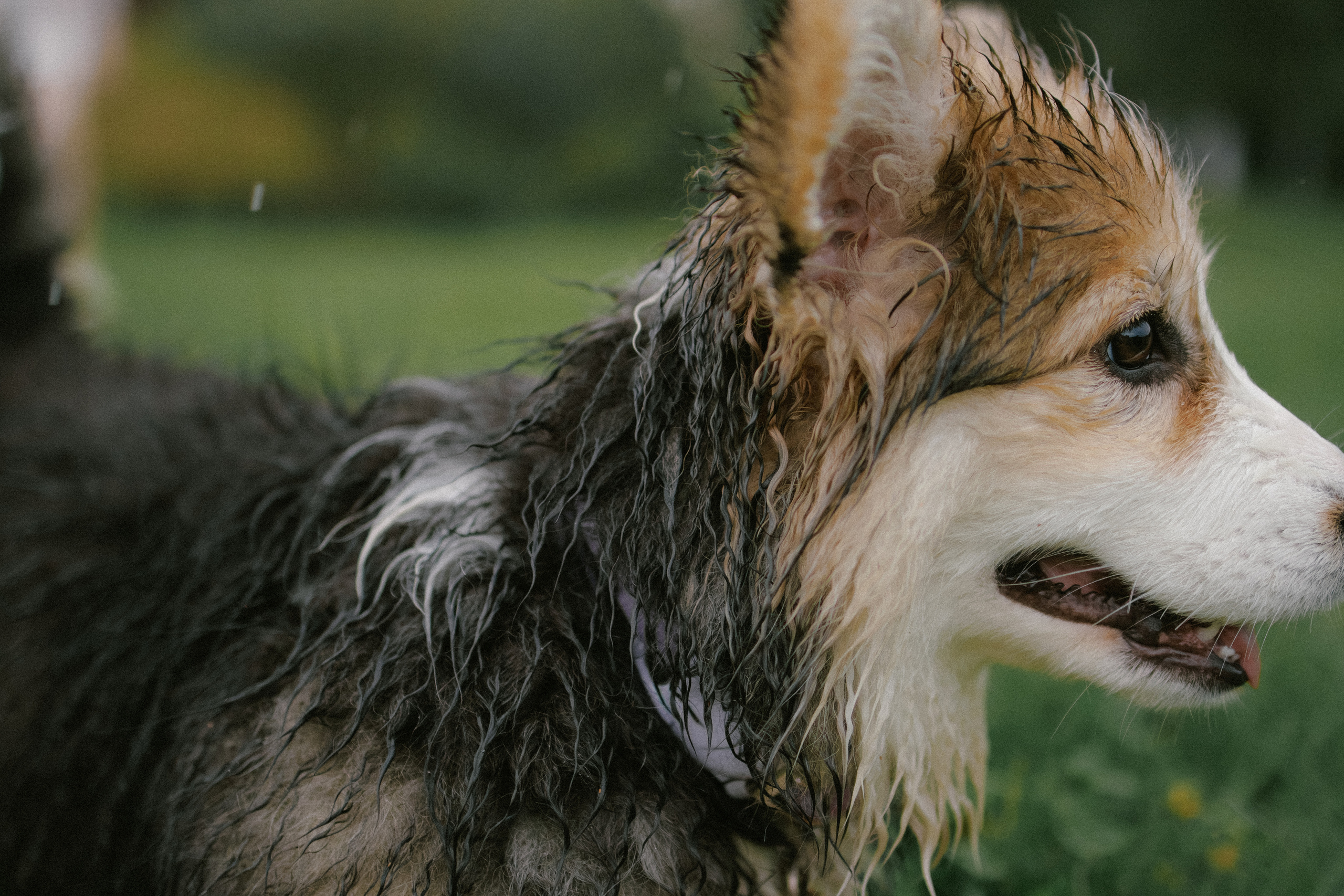 Влада и Мишель. Фотораф — анималист Мария Шистка