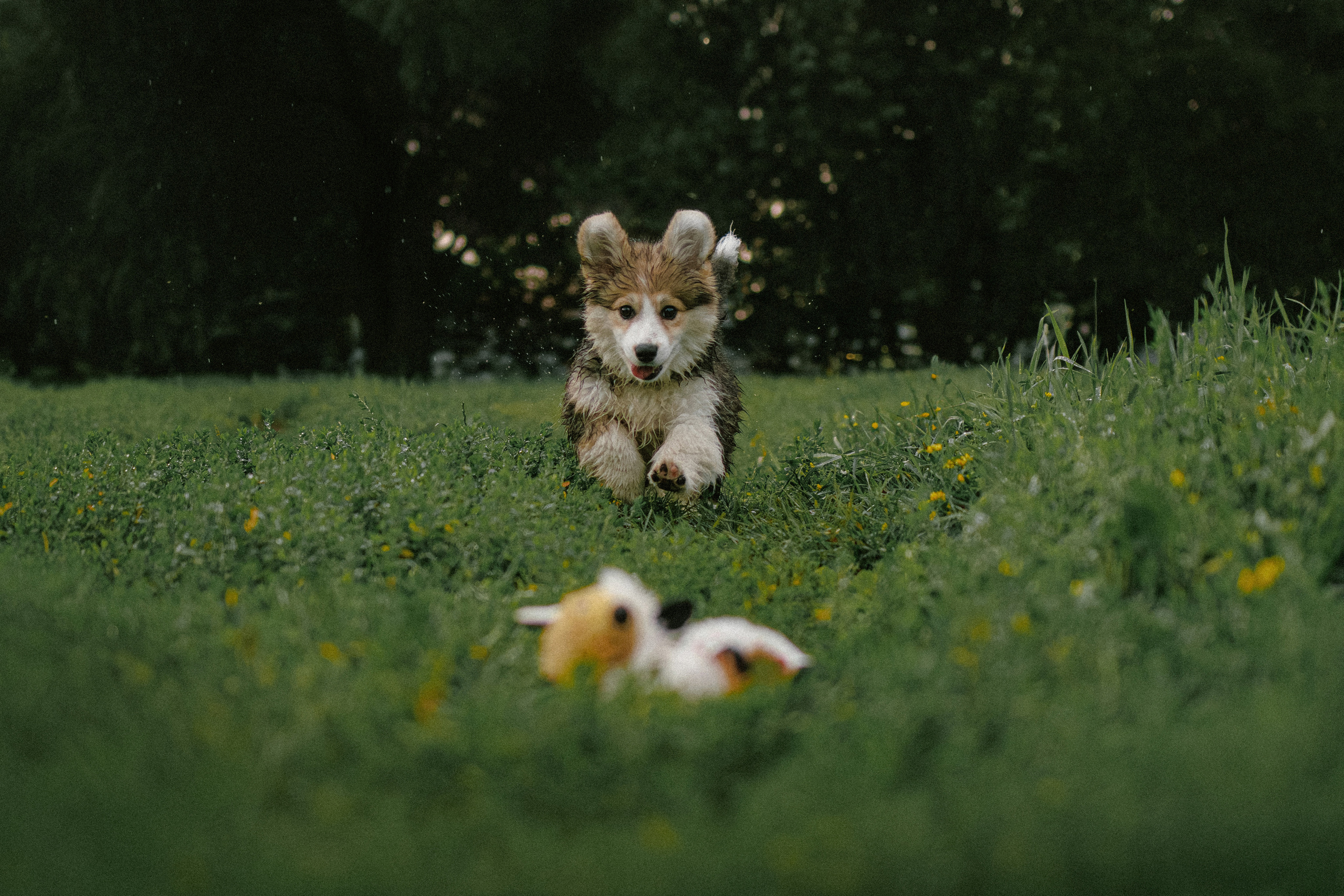 Влада и Мишель. Фотораф — анималист Мария Шистка