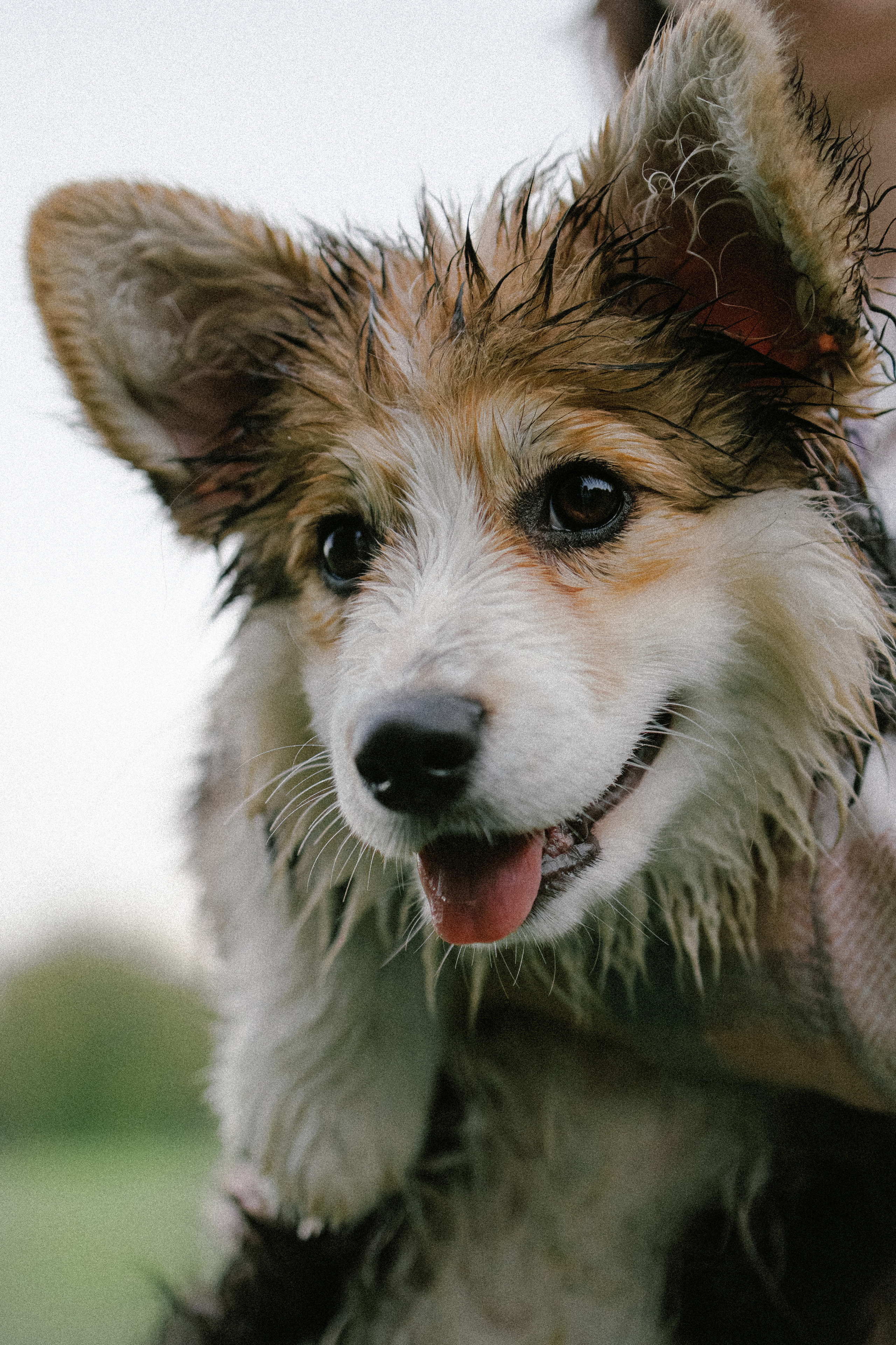 Влада и Мишель. Фотораф — анималист Мария Шистка
