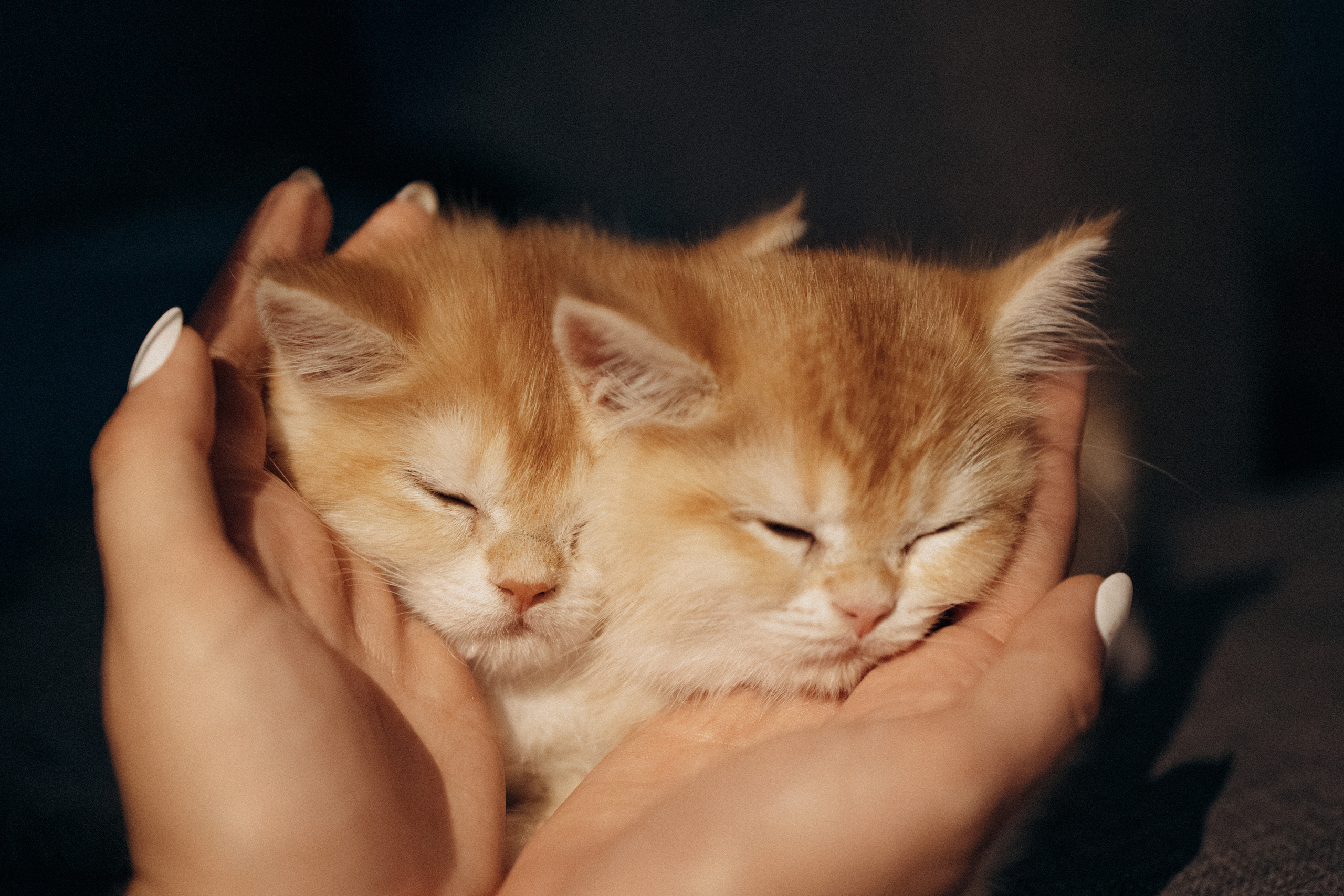 Илья, Люба и котики. Фотораф — анималист Мария Шистка