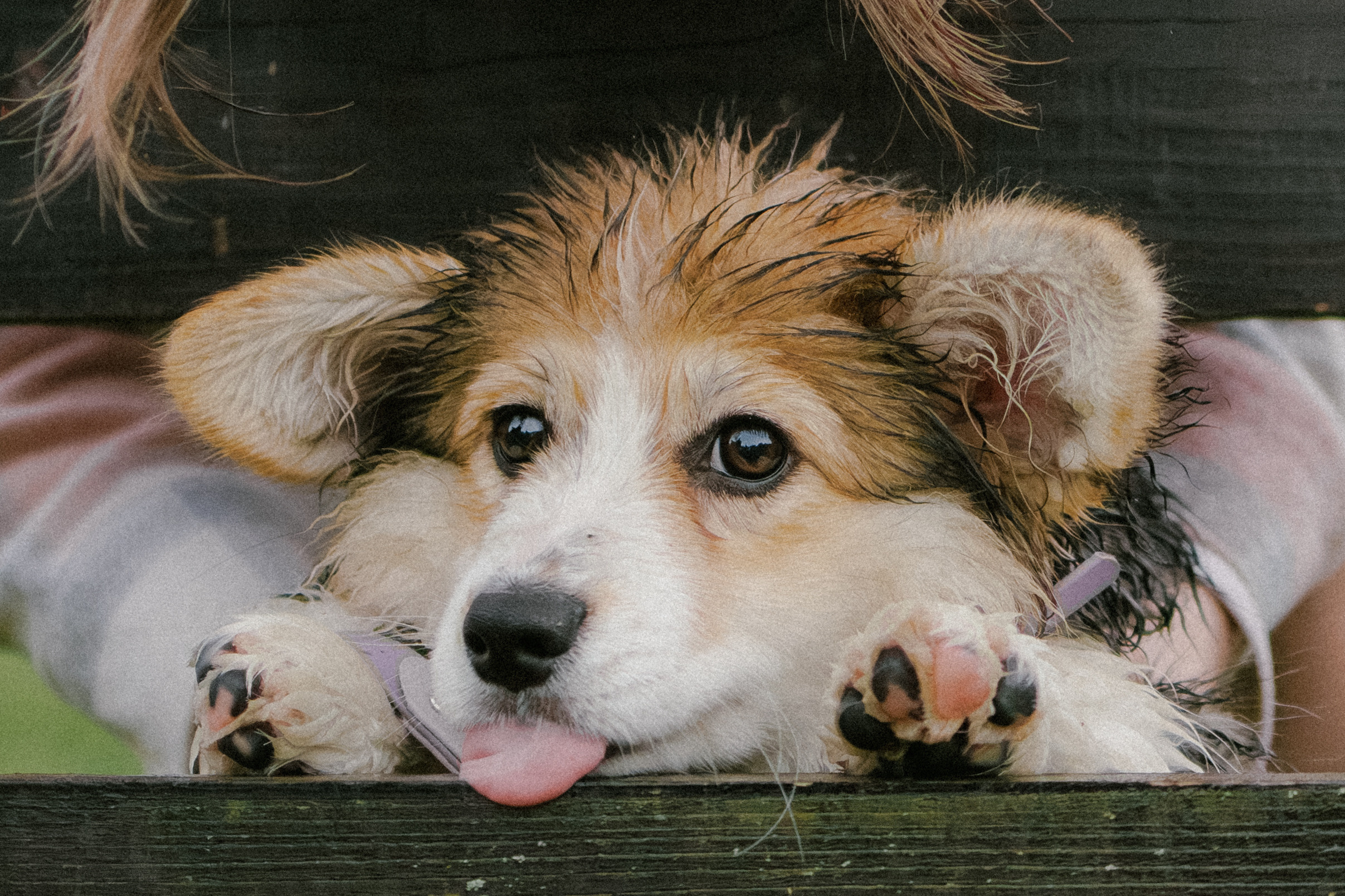 Влада и Мишель. Фотораф — анималист Мария Шистка