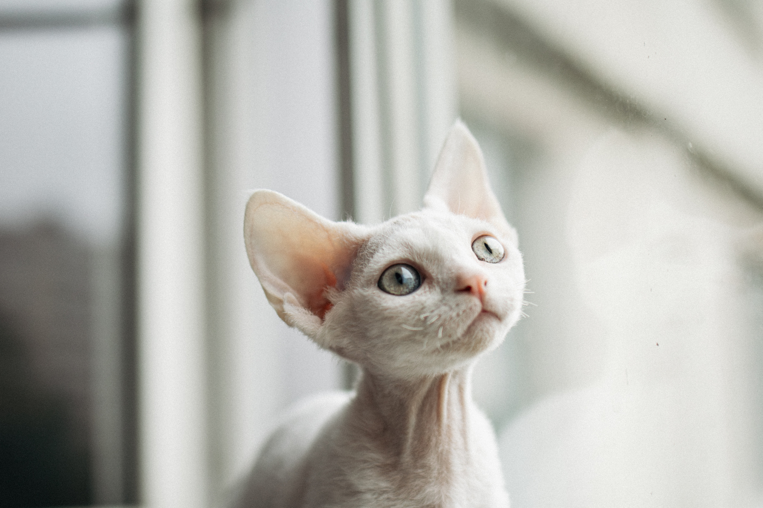 Этери, Саша и Эвия. Фотораф — анималист Мария Шистка