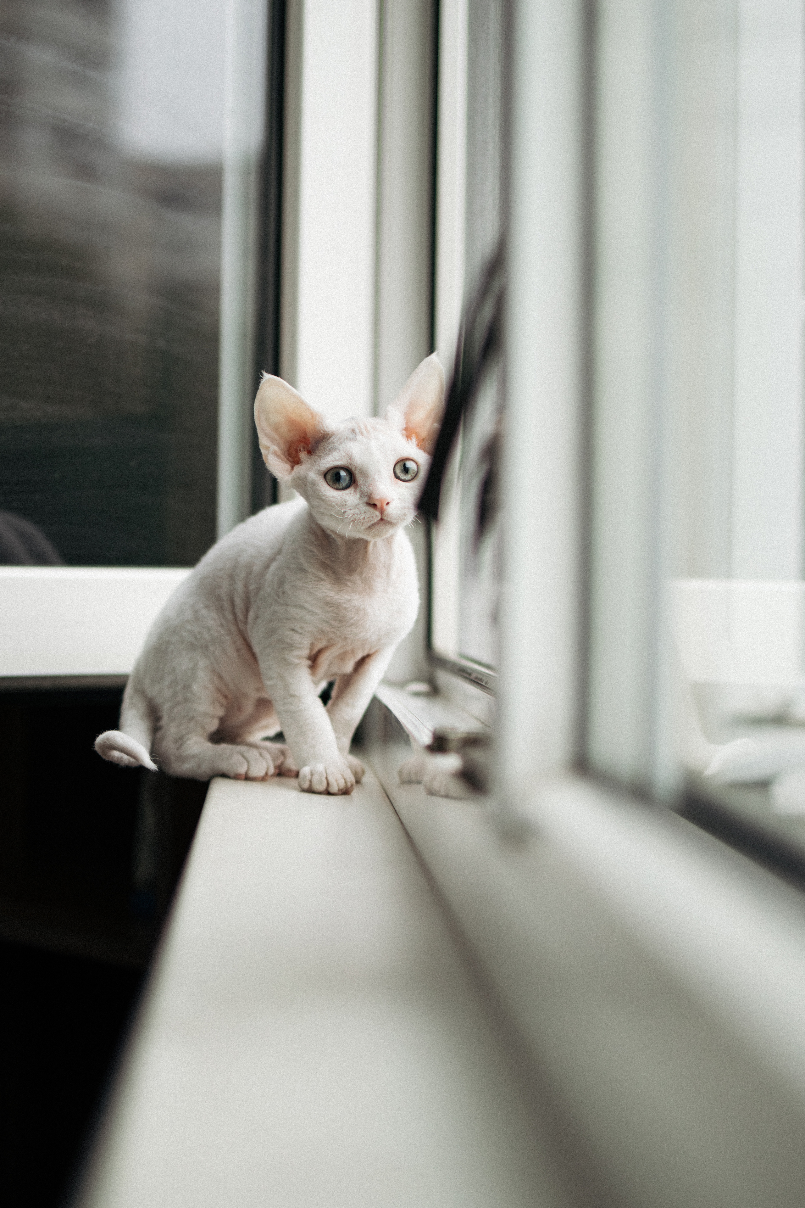 Этери, Саша и Эвия. Фотораф — анималист Мария Шистка