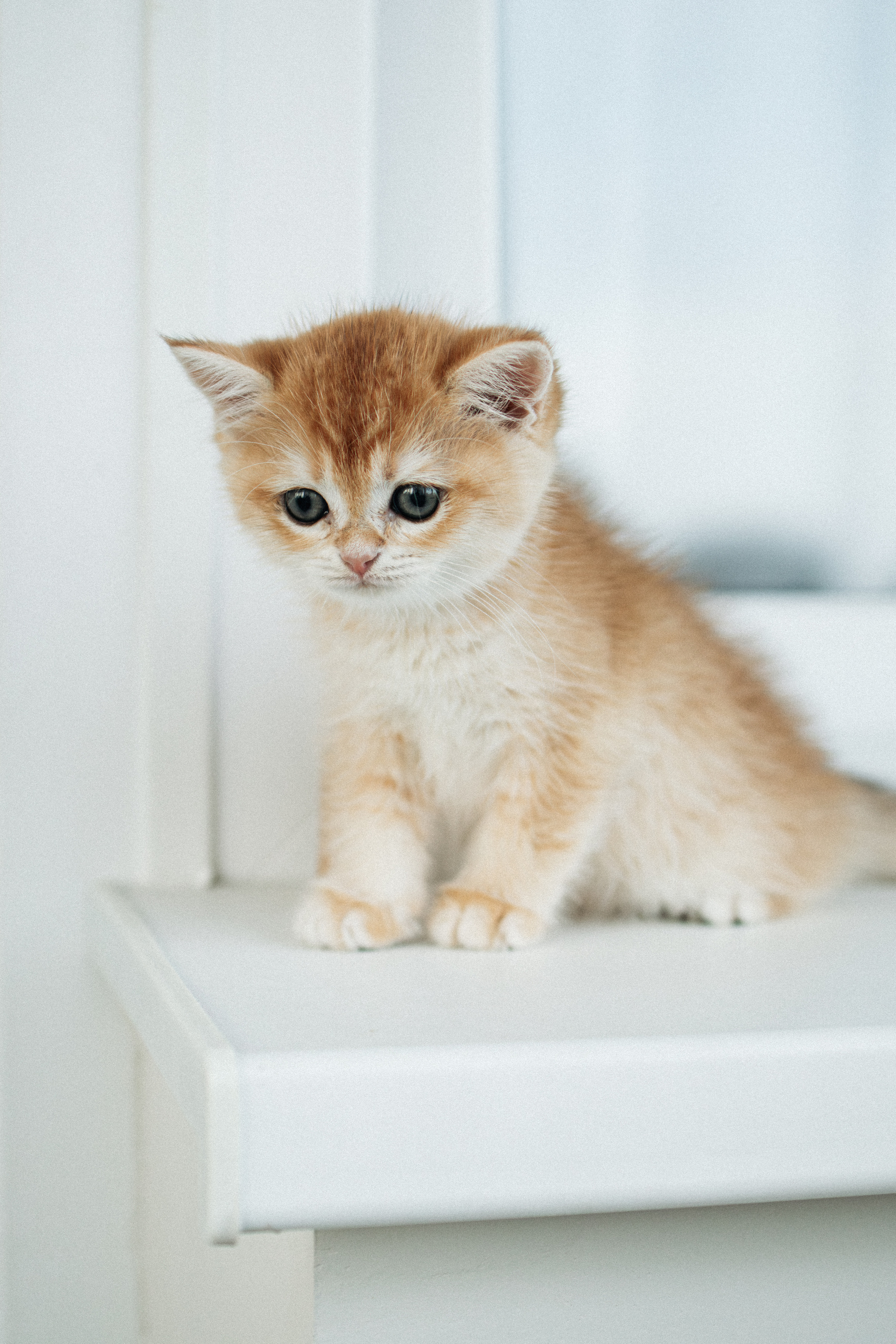 Илья, Люба и котики. Фотораф — анималист Мария Шистка