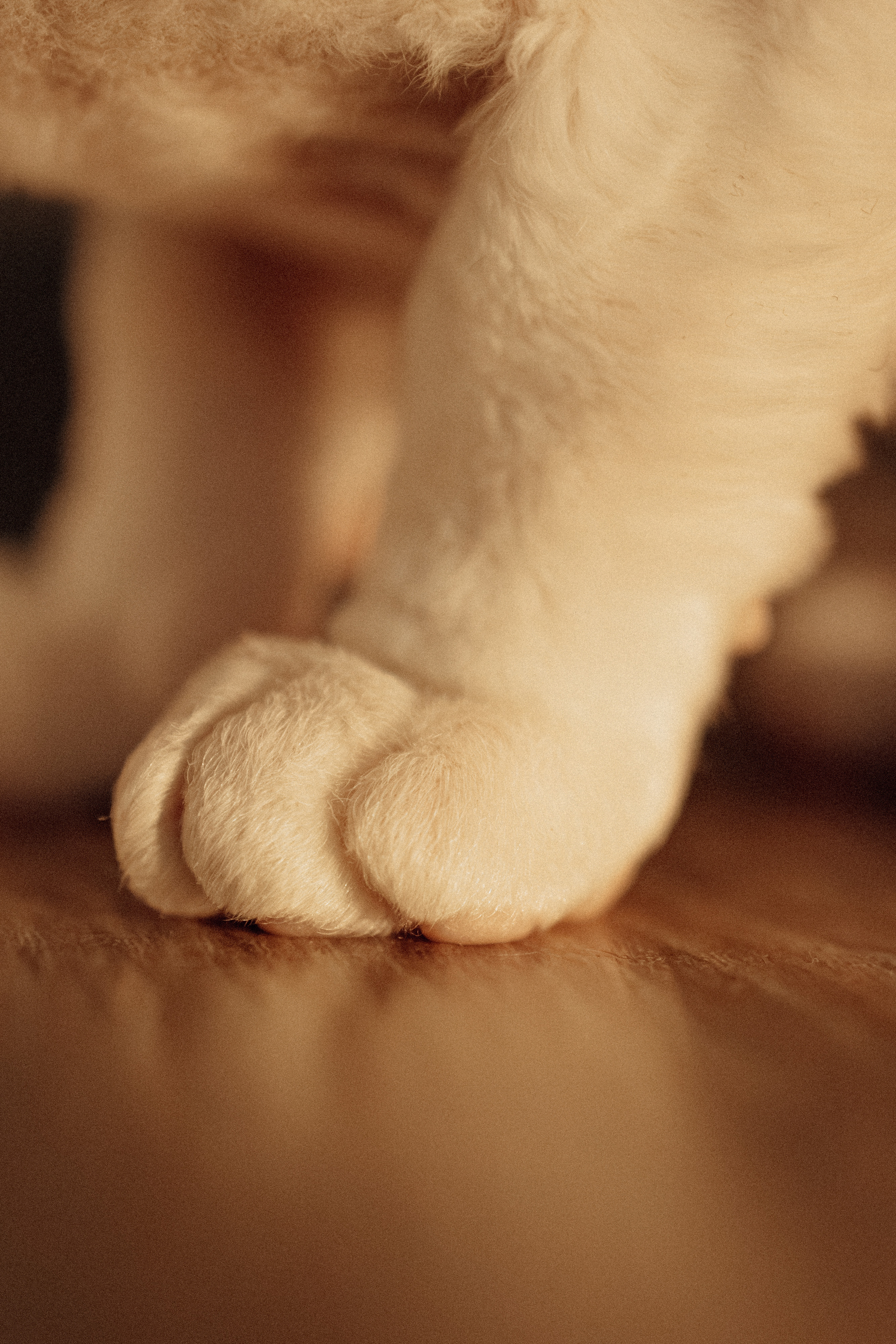 Этери, Саша и Эвия. Фотораф — анималист Мария Шистка