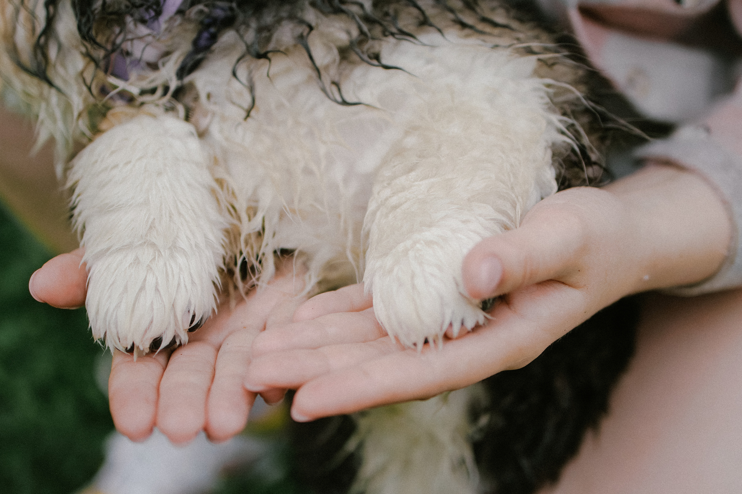 Влада и Мишель. Фотораф — анималист Мария Шистка