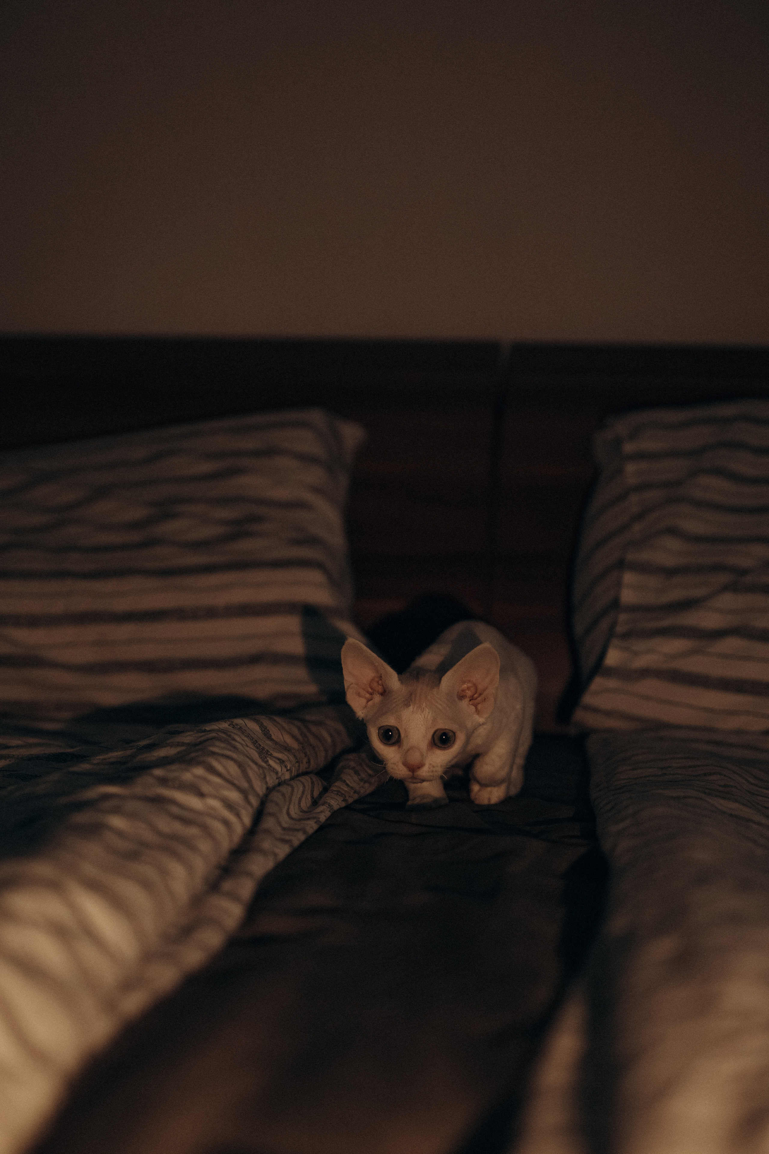 Этери, Саша и Эвия. Фотораф — анималист Мария Шистка