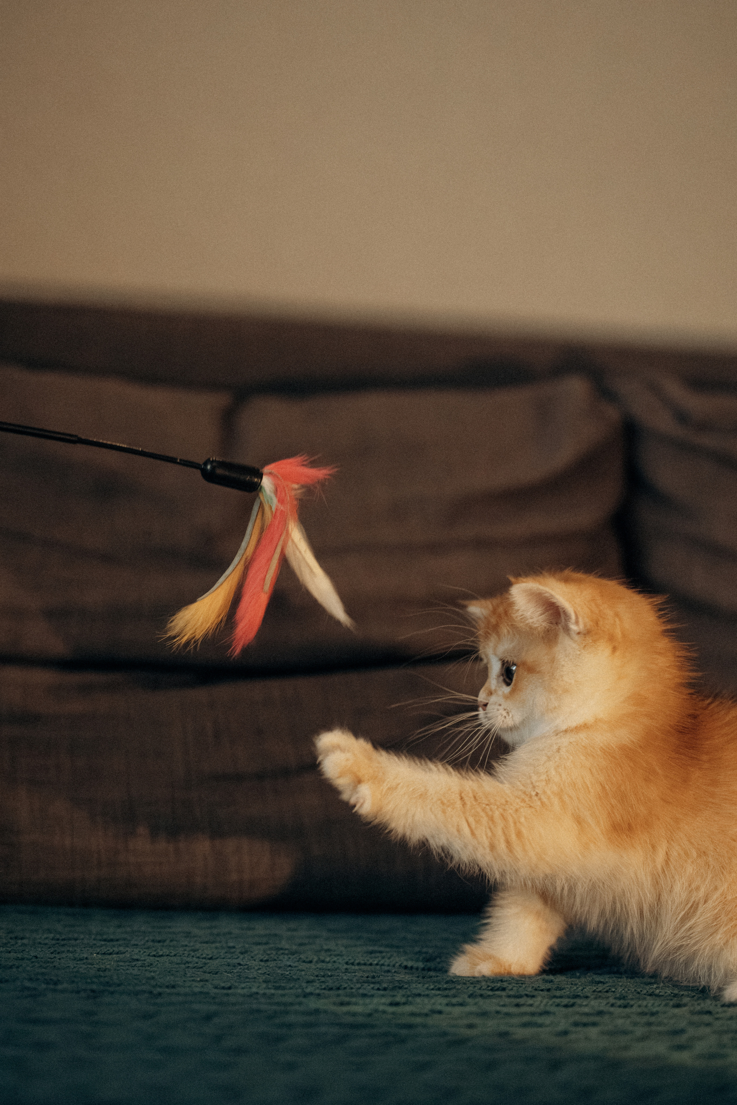 Илья, Люба и котики. Фотораф — анималист Мария Шистка