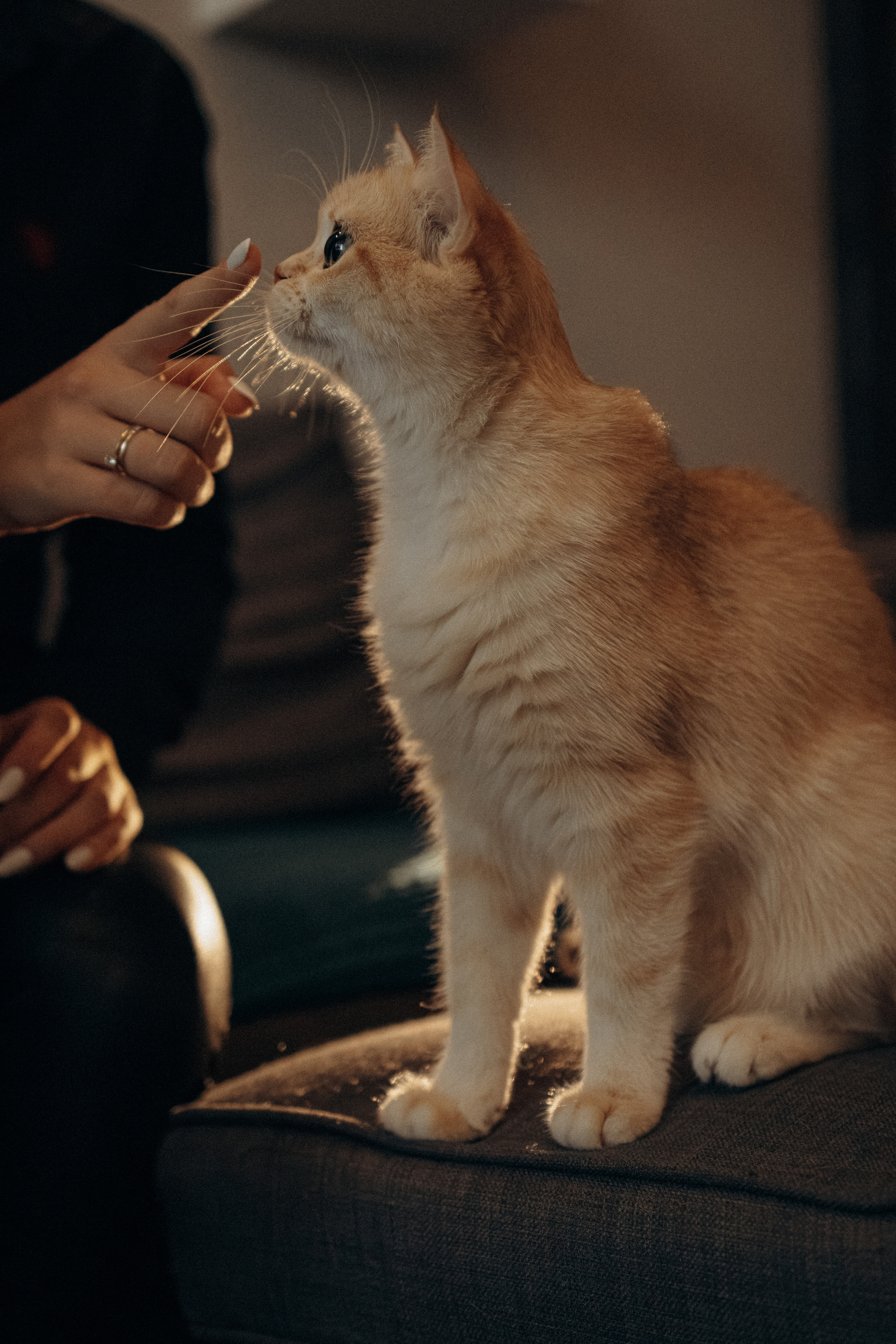 Илья, Люба и котики. Фотораф — анималист Мария Шистка