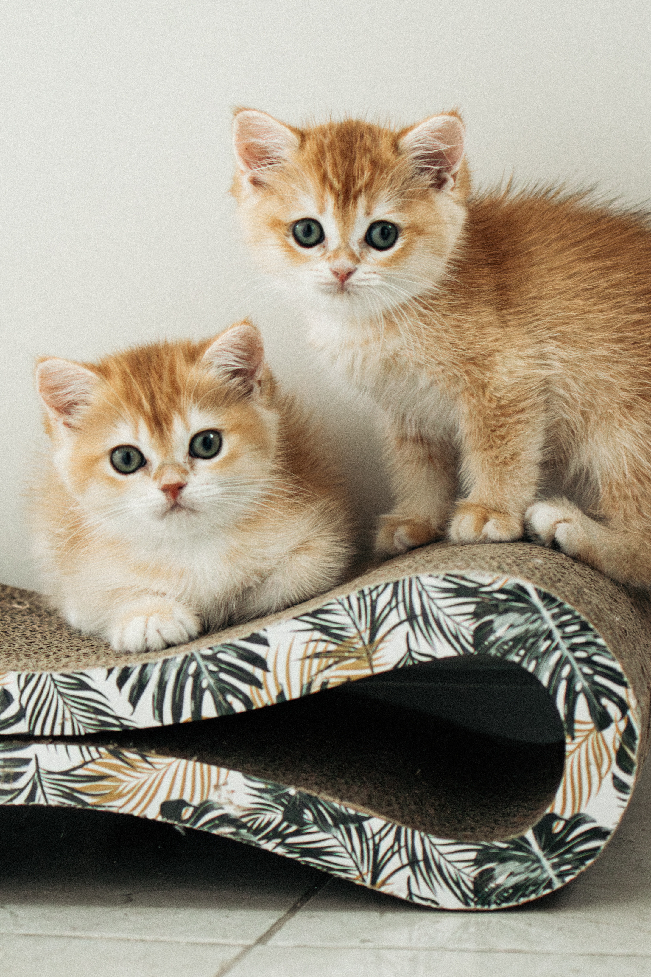 Илья, Люба и котики. Фотораф — анималист Мария Шистка