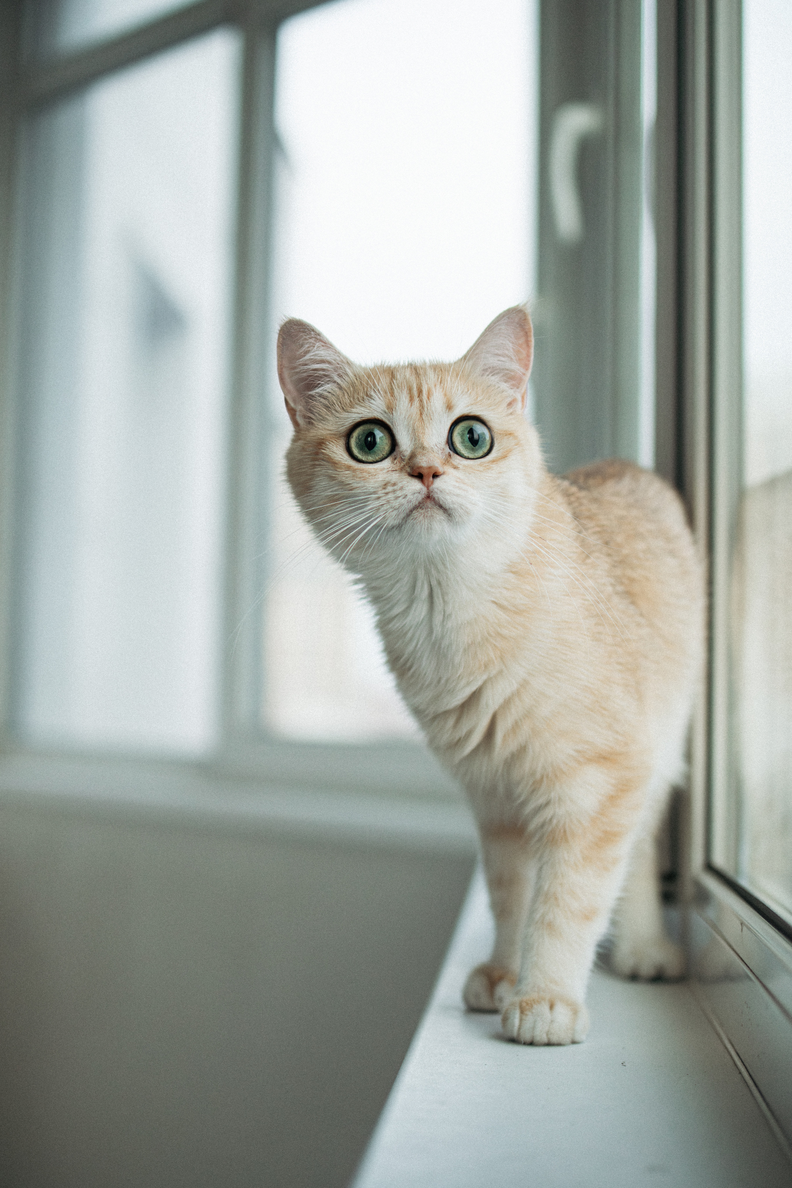 Илья, Люба и котики. Фотораф — анималист Мария Шистка