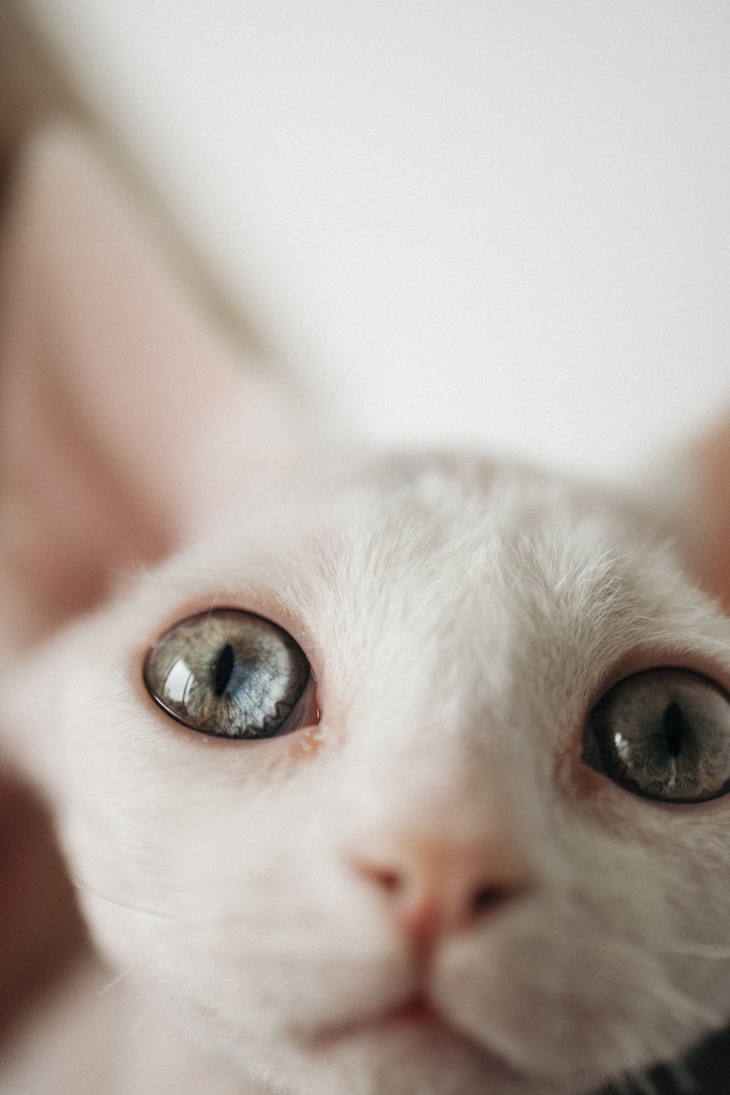 Этери, Саша и Эвия. Фотораф — анималист Мария Шистка