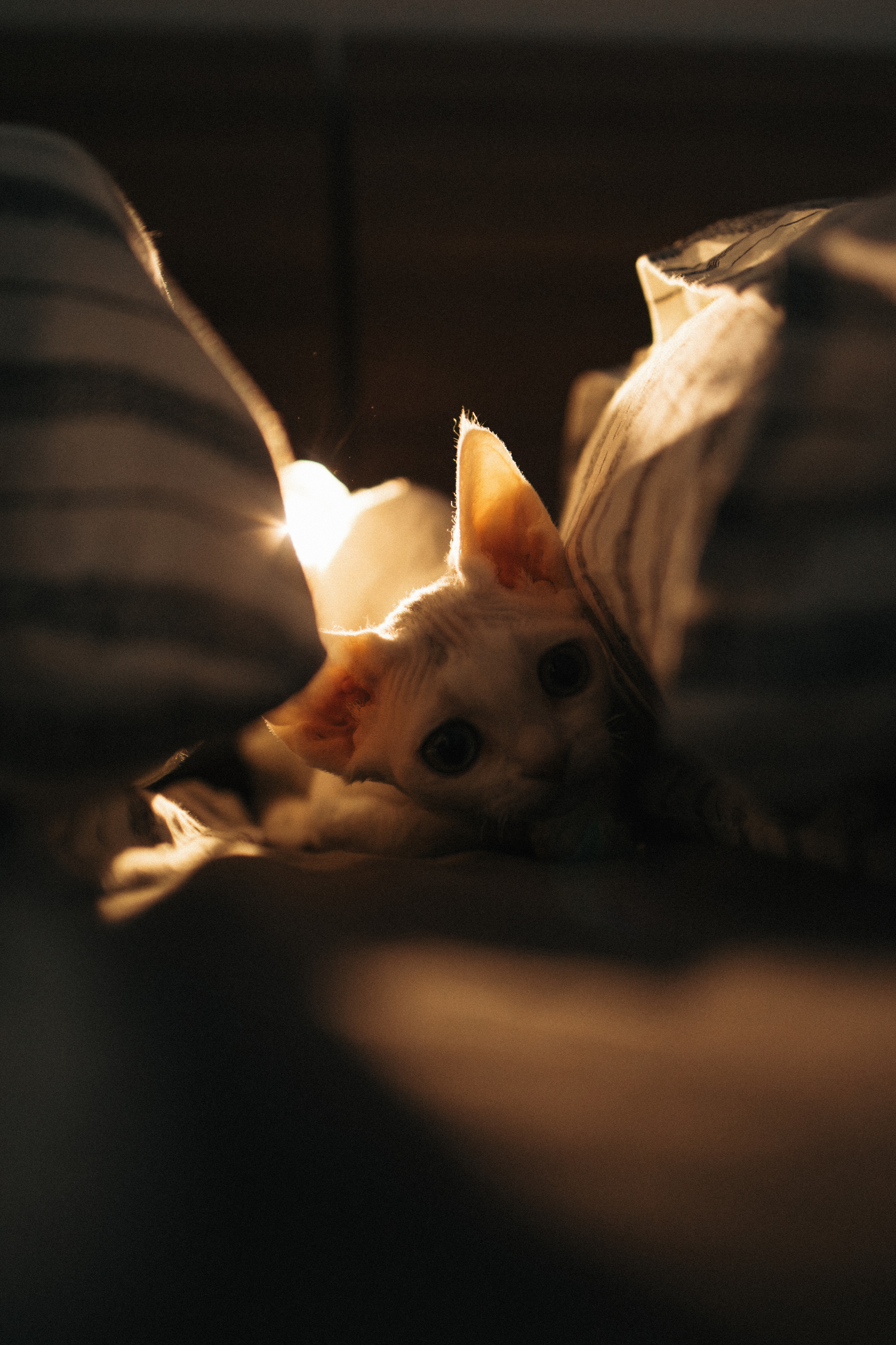 Этери, Саша и Эвия. Фотораф — анималист Мария Шистка