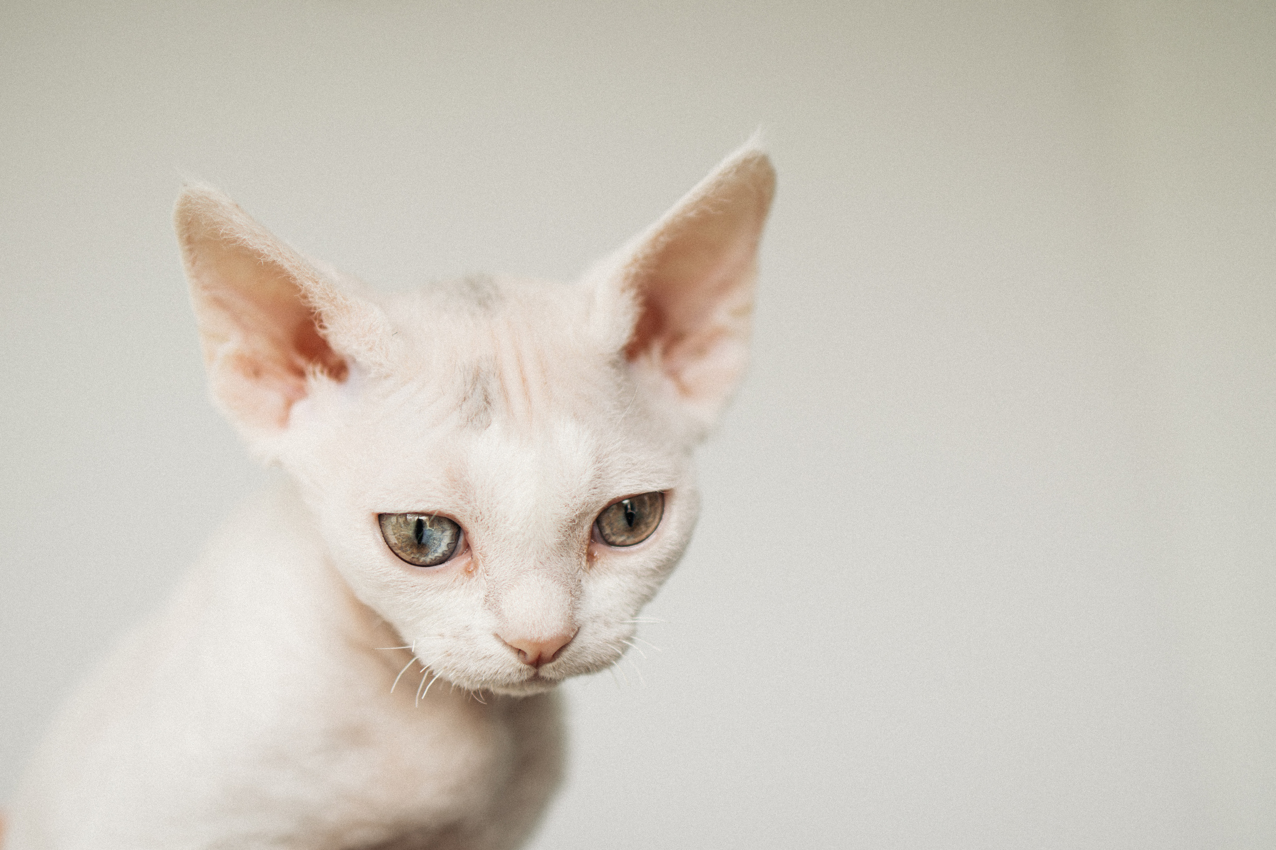 Этери, Саша и Эвия. Фотораф — анималист Мария Шистка