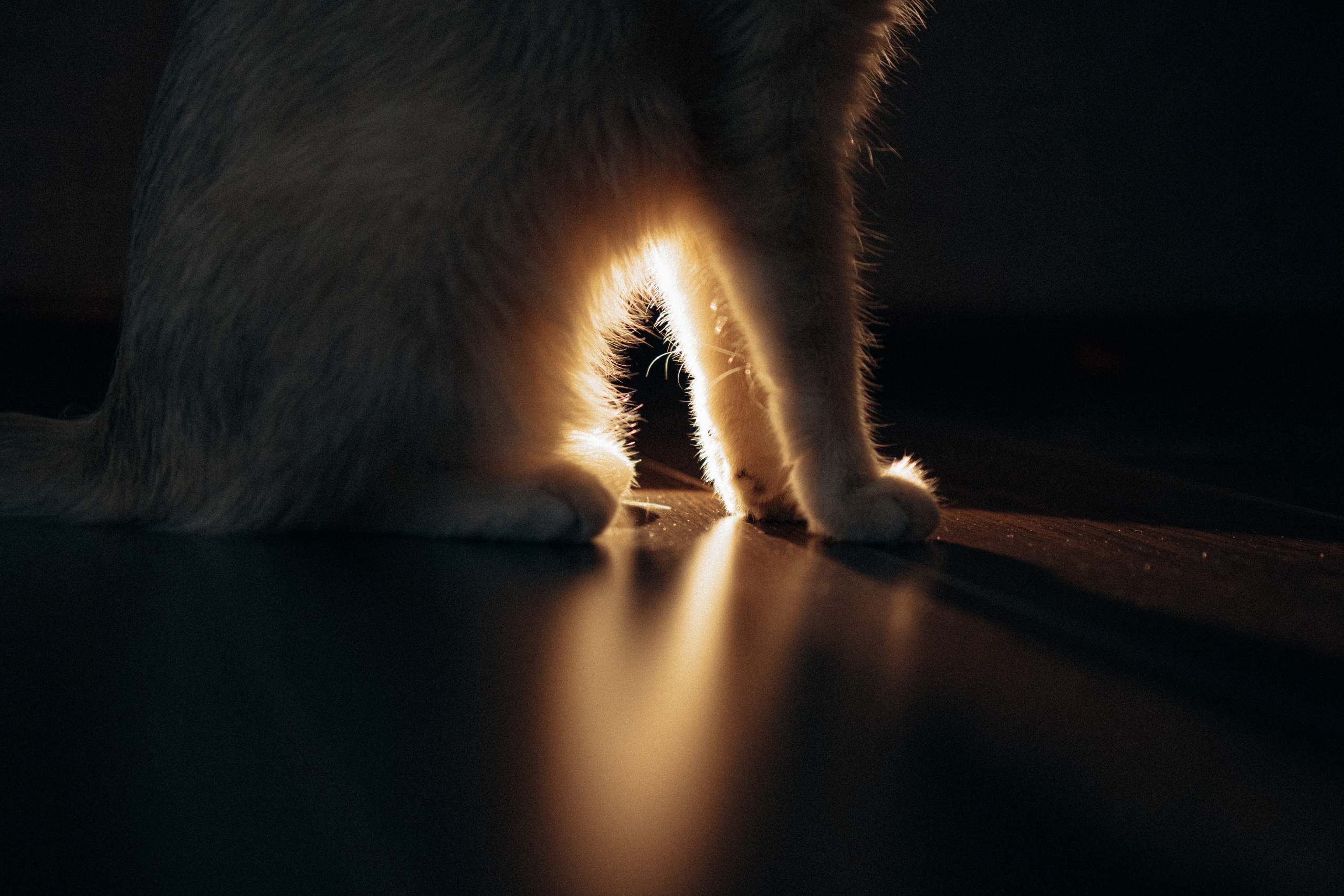 Илья, Люба и котики. Фотораф — анималист Мария Шистка