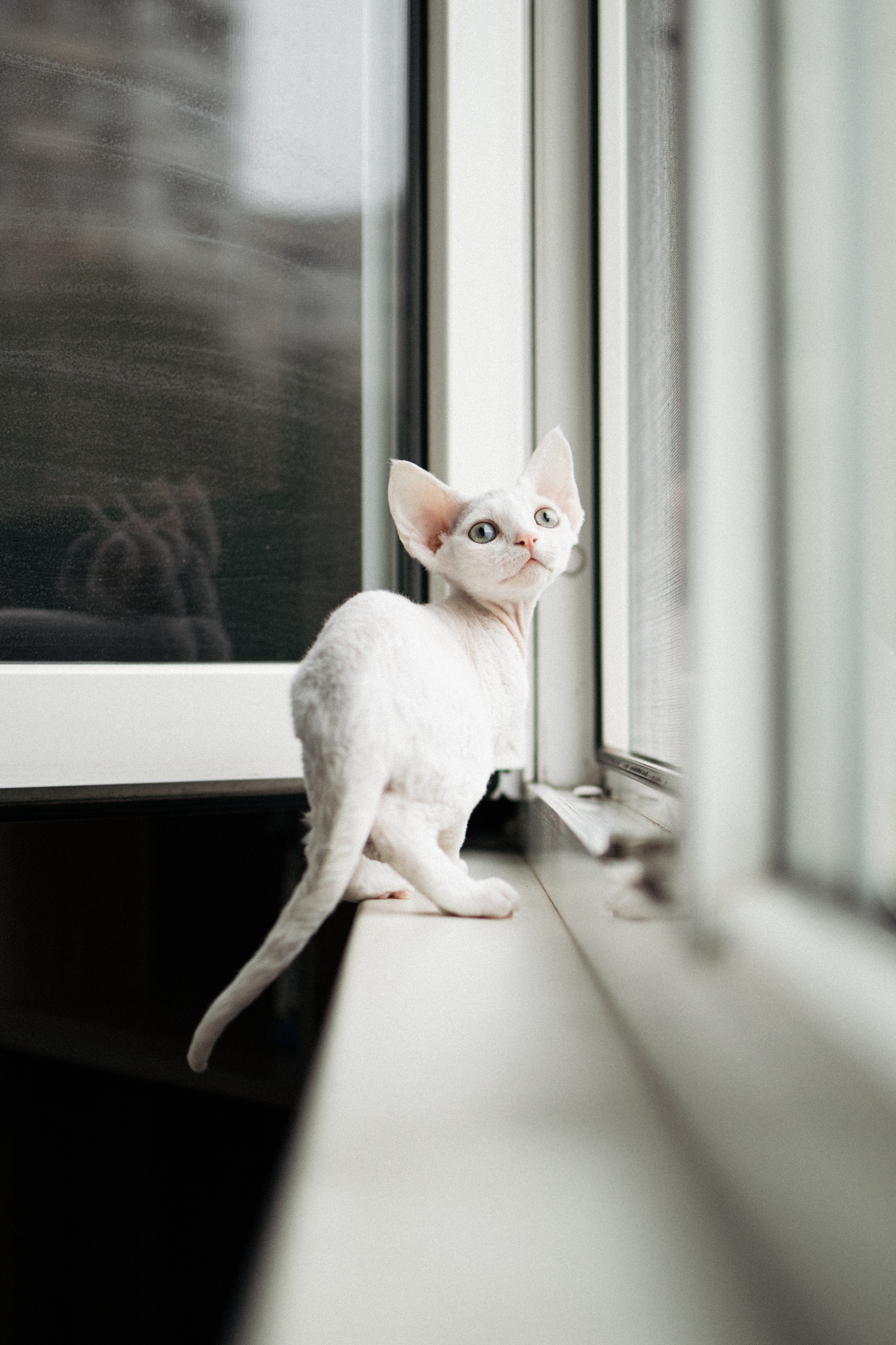 Этери, Саша и Эвия. Фотораф — анималист Мария Шистка