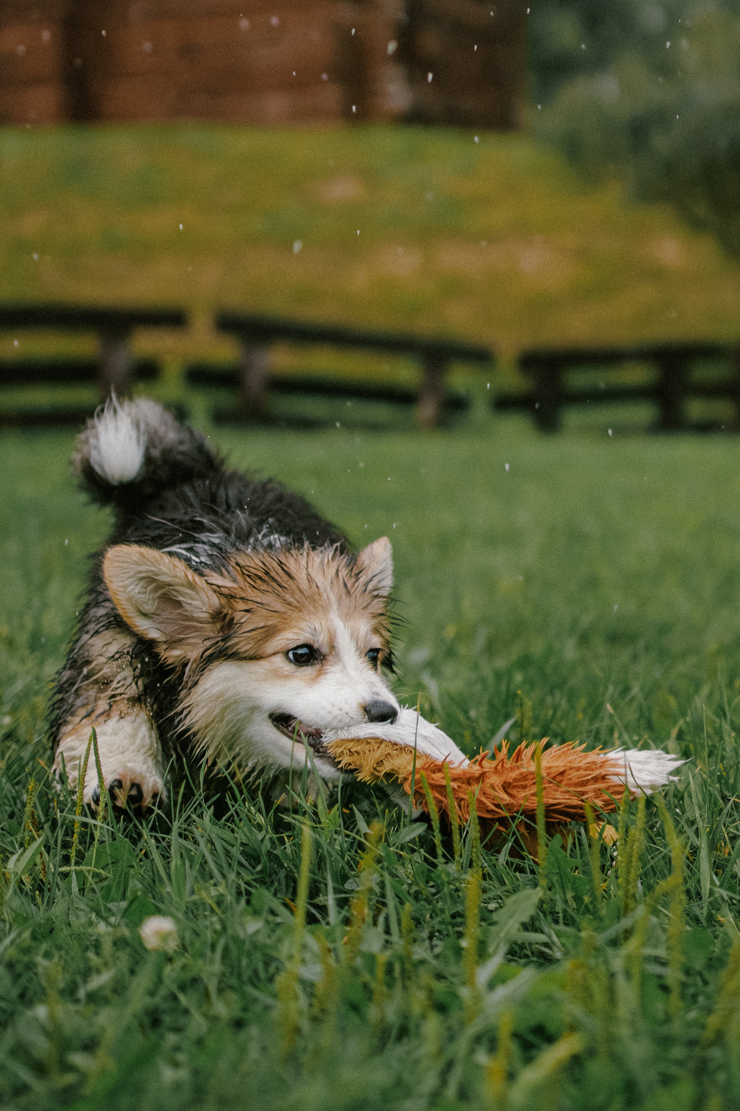 Влада и Мишель. Фотораф — анималист Мария Шистка