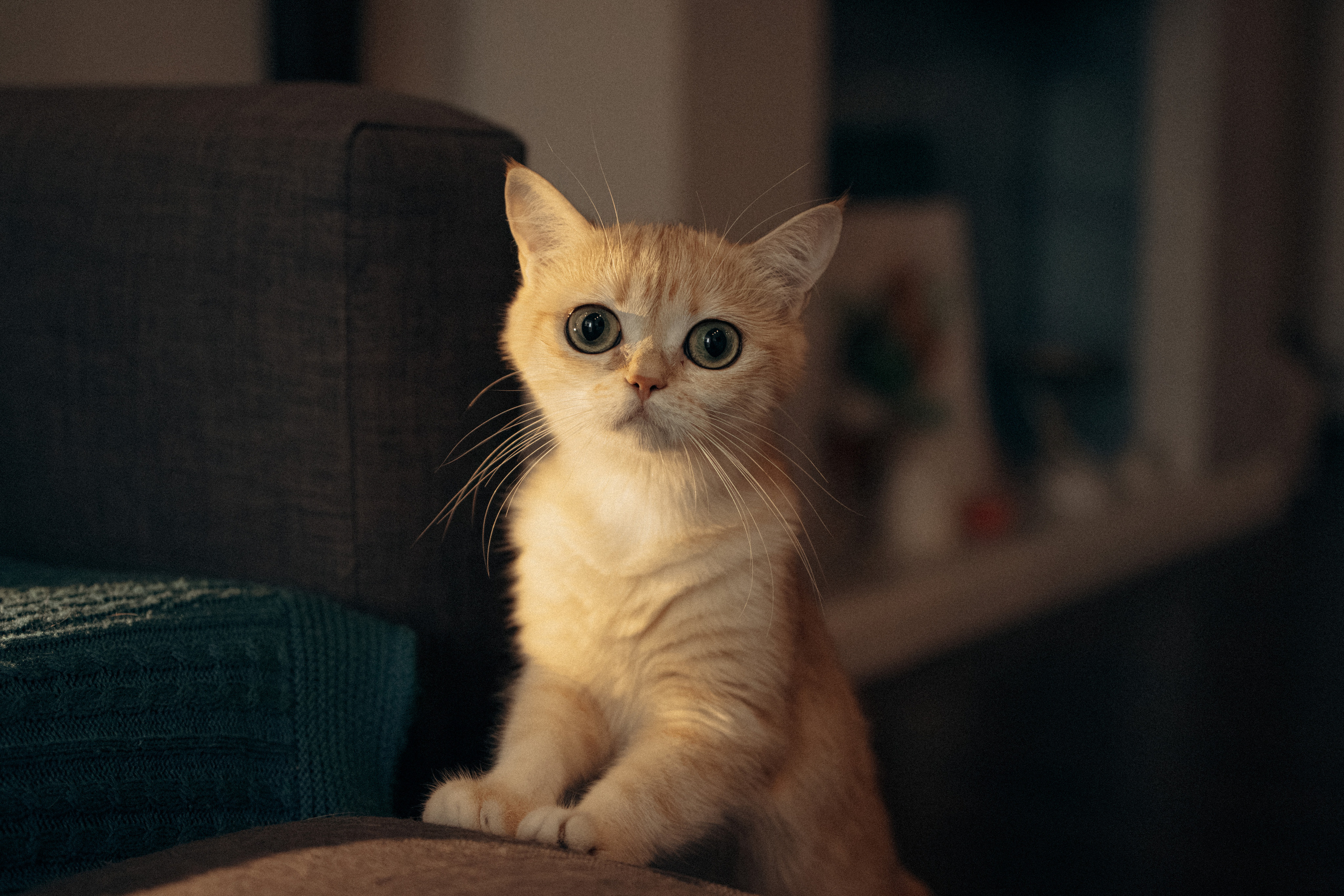 Илья, Люба и котики. Фотораф — анималист Мария Шистка