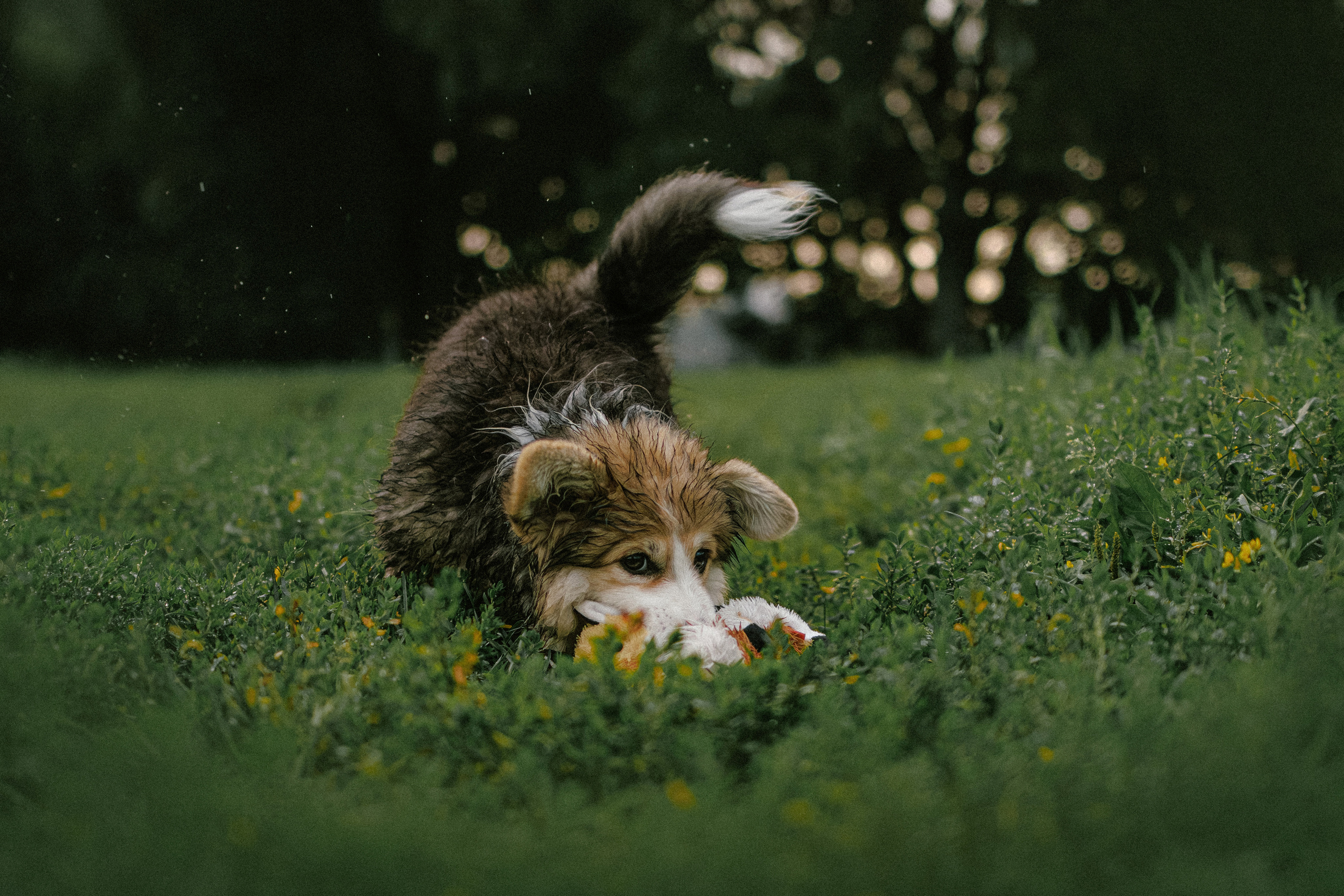 Влада и Мишель. Фотораф — анималист Мария Шистка