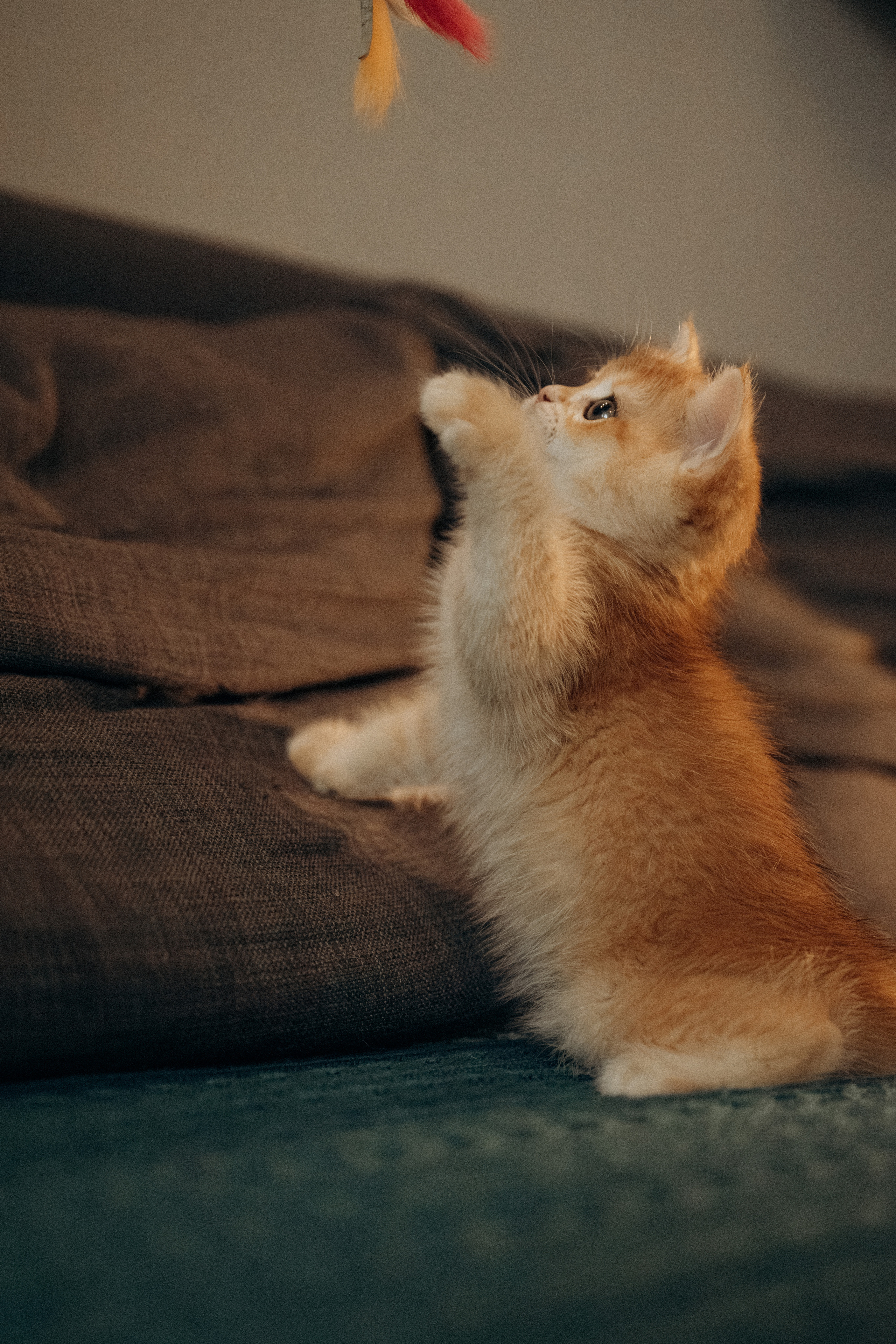 Илья, Люба и котики. Фотораф — анималист Мария Шистка