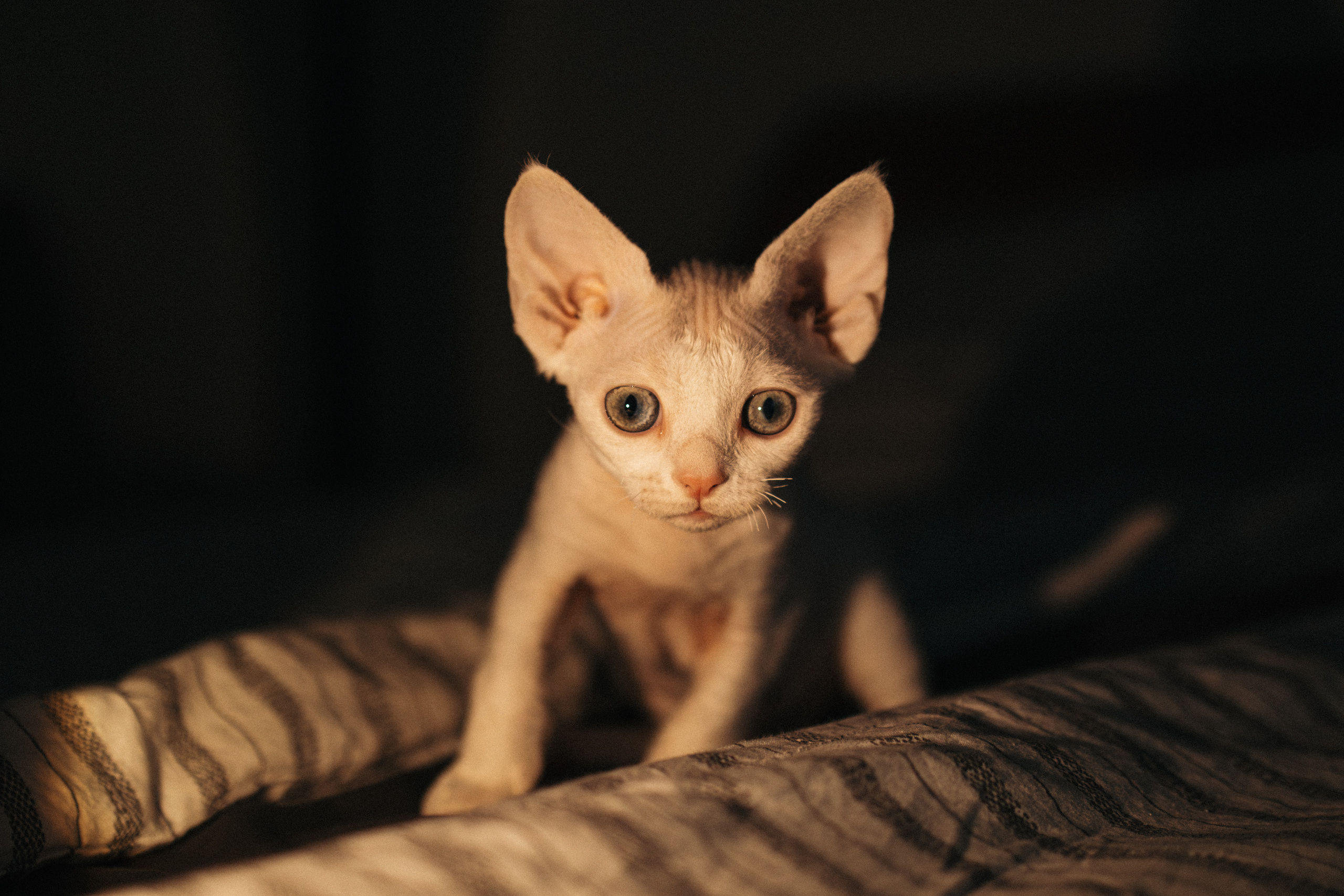 Этери, Саша и Эвия. Фотораф — анималист Мария Шистка