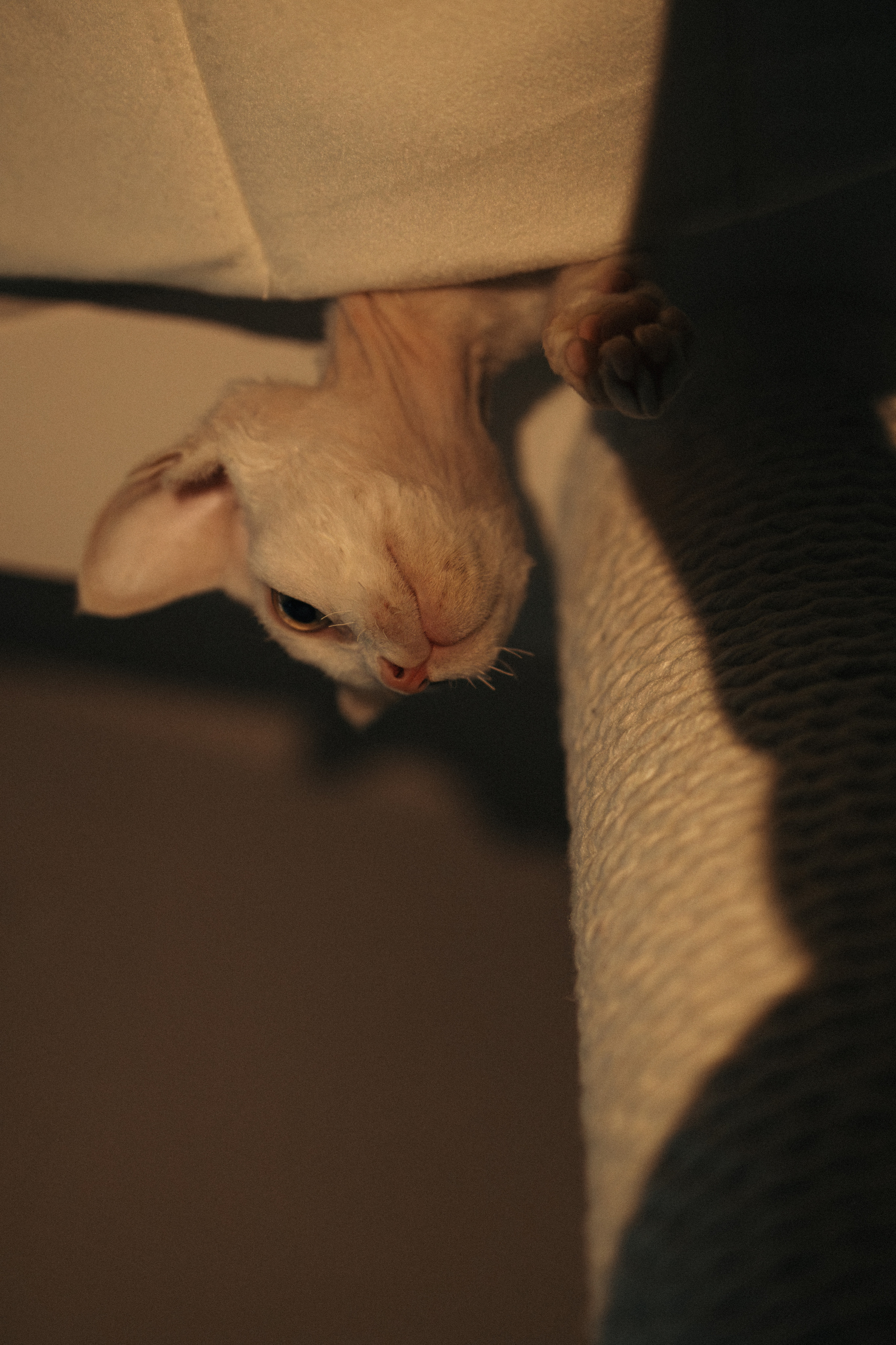 Этери, Саша и Эвия. Фотораф — анималист Мария Шистка