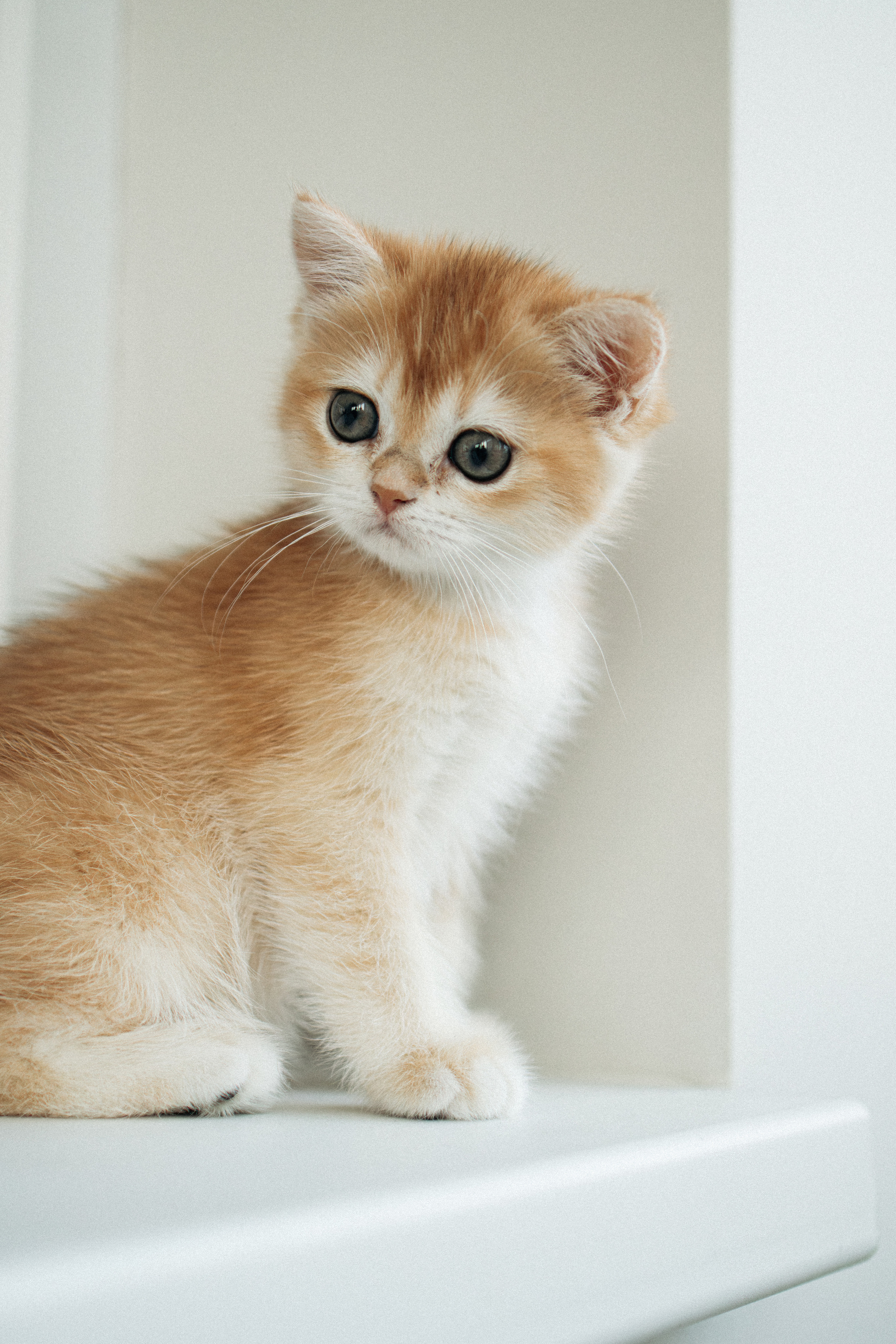 Илья, Люба и котики. Фотораф — анималист Мария Шистка