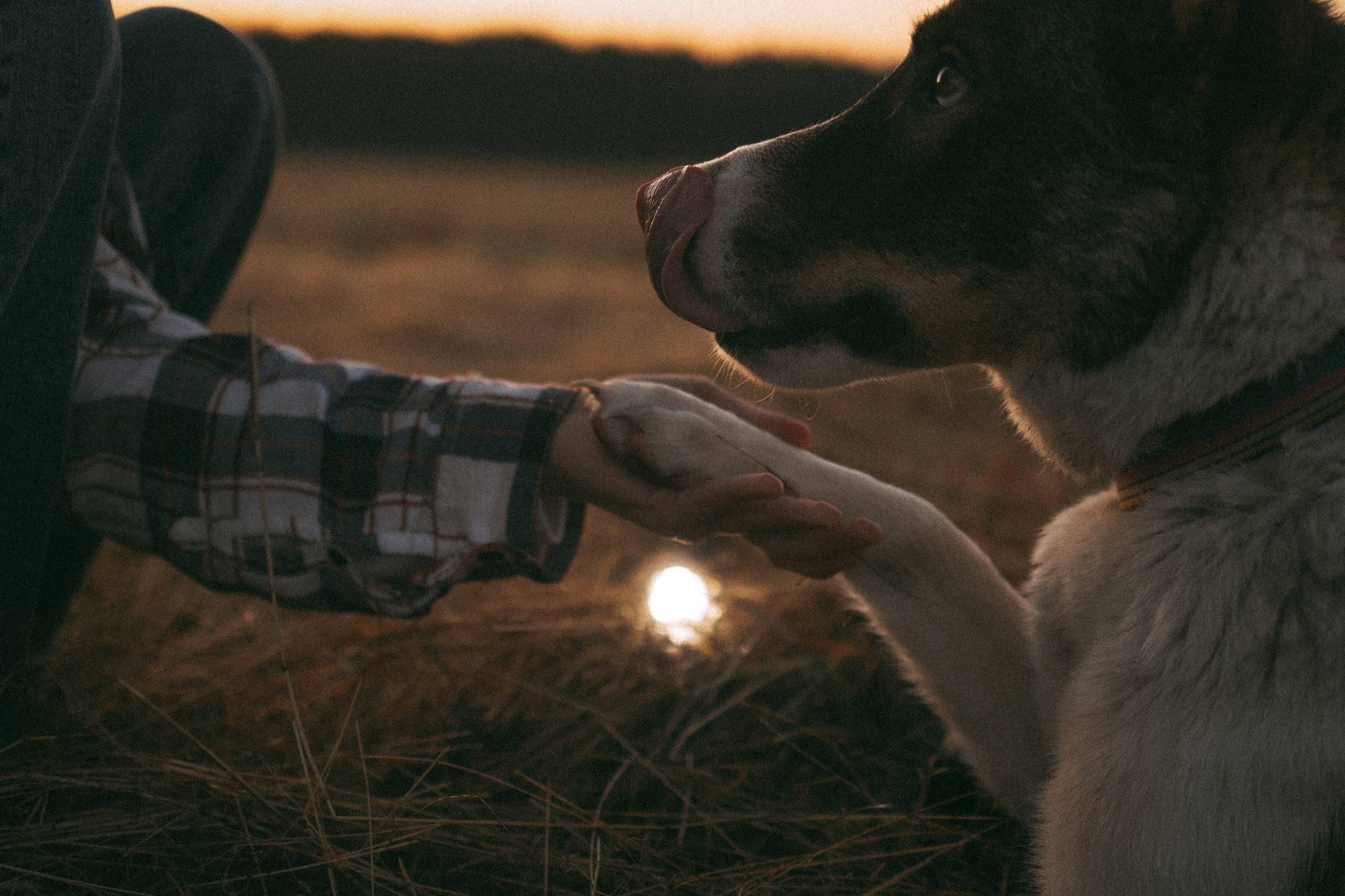 Девочки и рассвет. Фотораф — анималист Мария Шистка