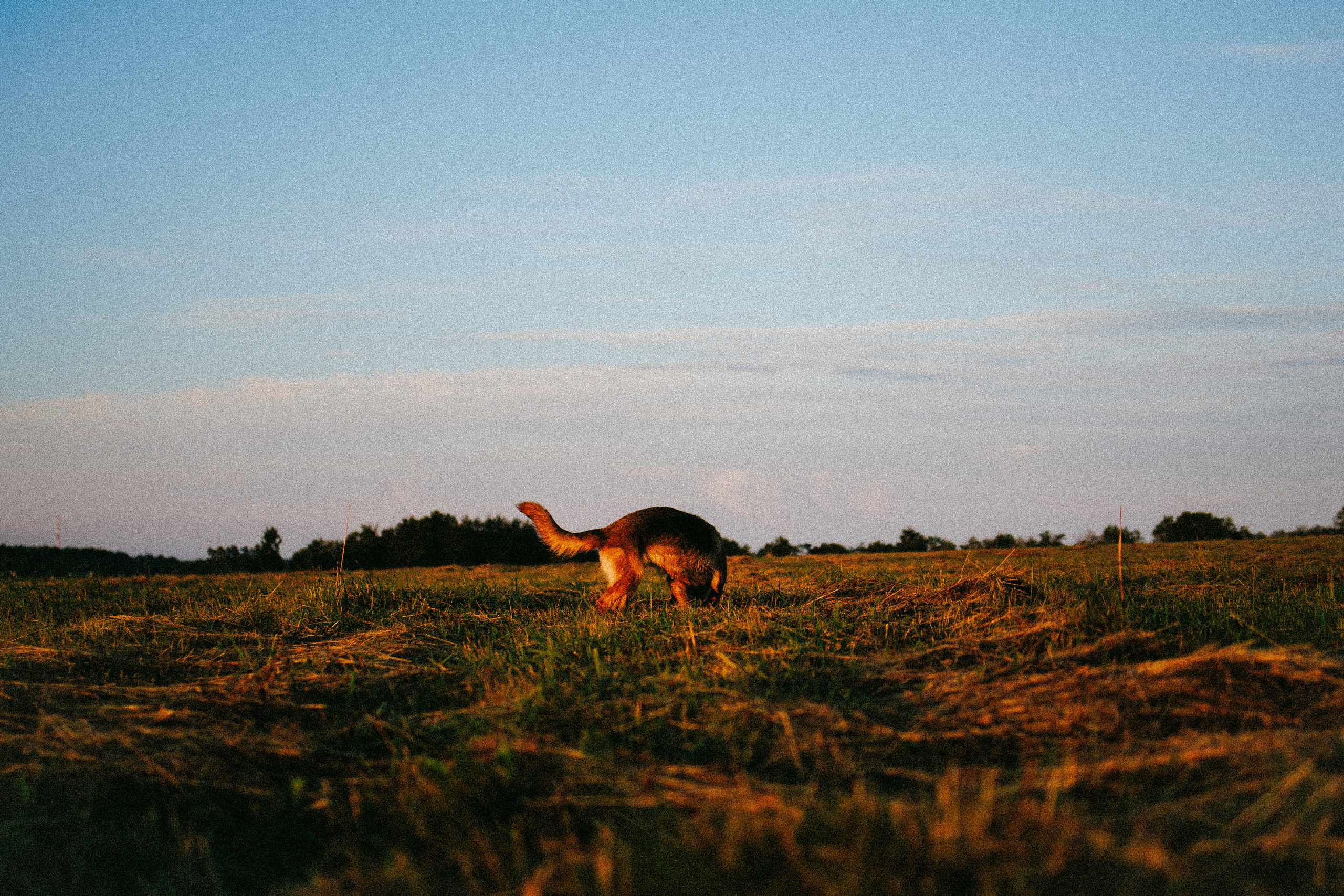 Девочки и рассвет. Фотораф — анималист Мария Шистка