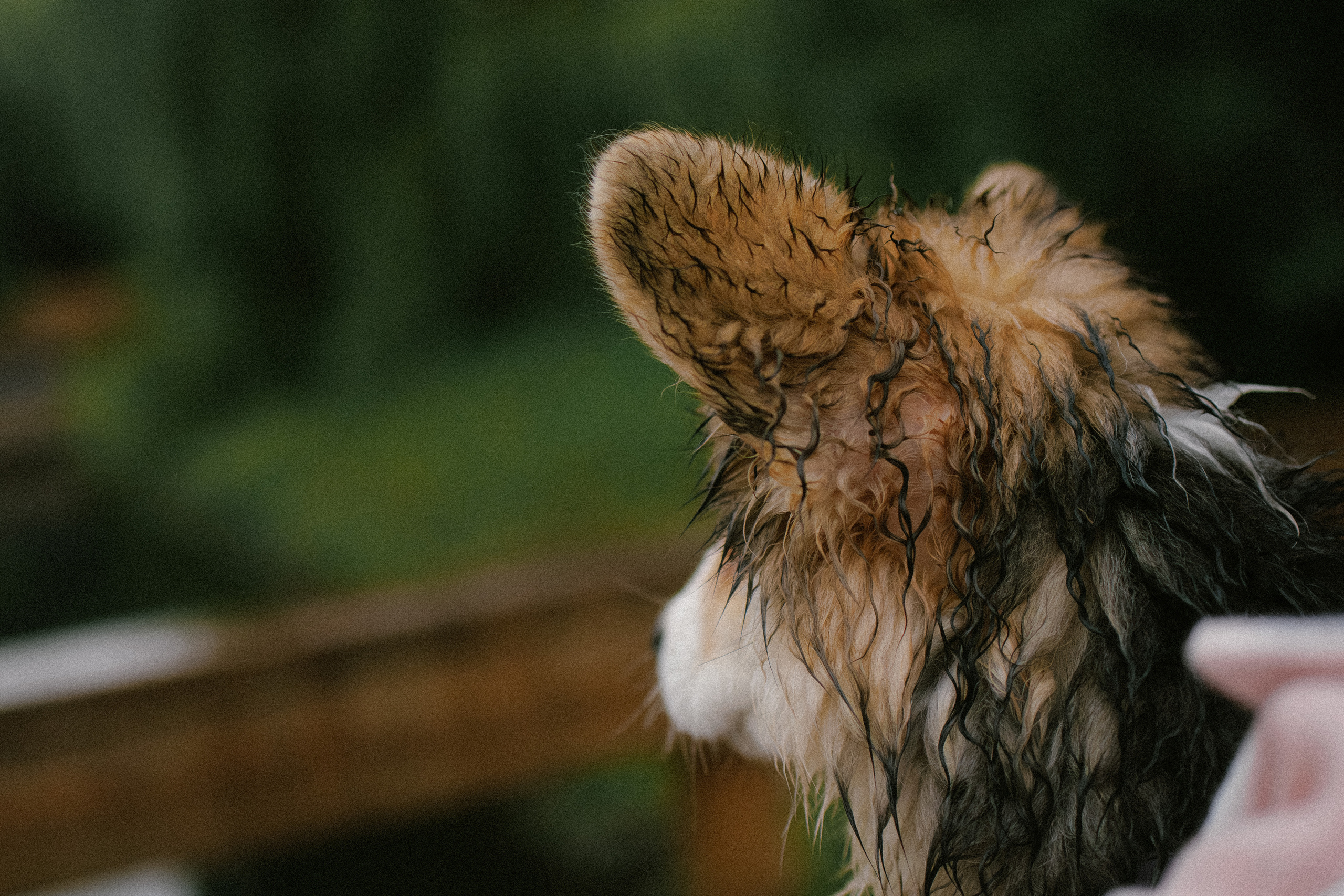 Влада и Мишель. Фотораф — анималист Мария Шистка