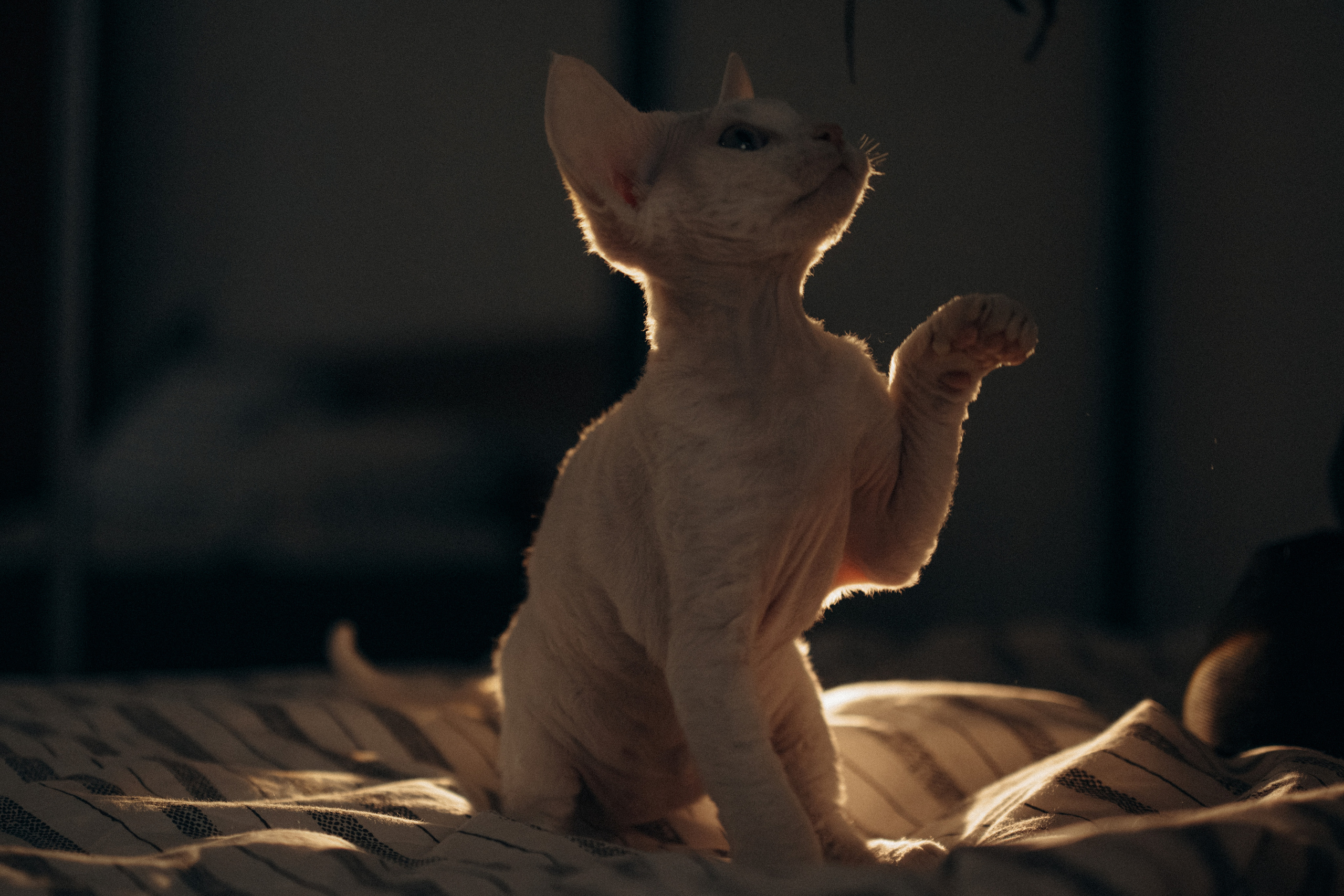 Этери, Саша и Эвия. Фотораф — анималист Мария Шистка