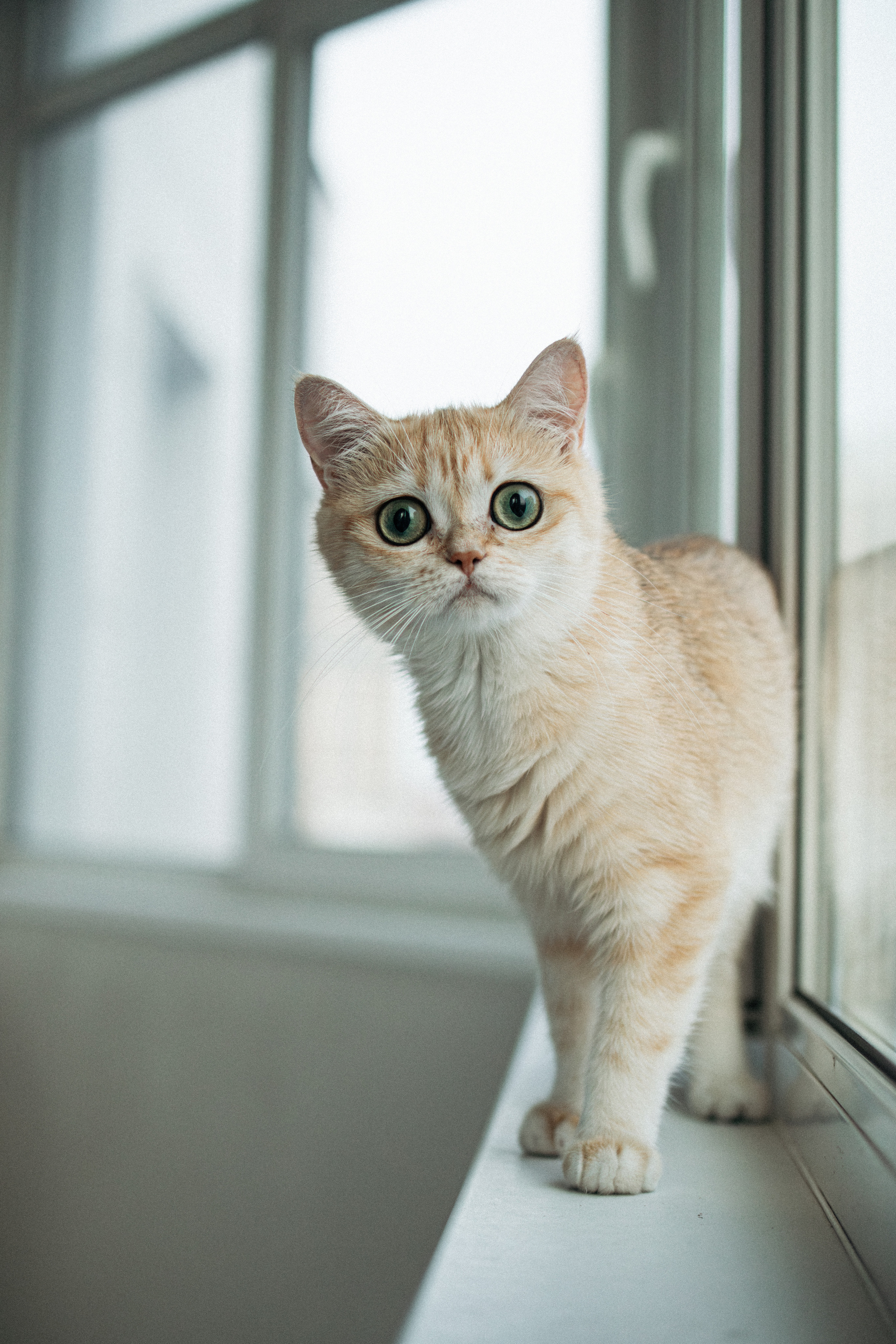 Илья, Люба и котики. Фотораф — анималист Мария Шистка