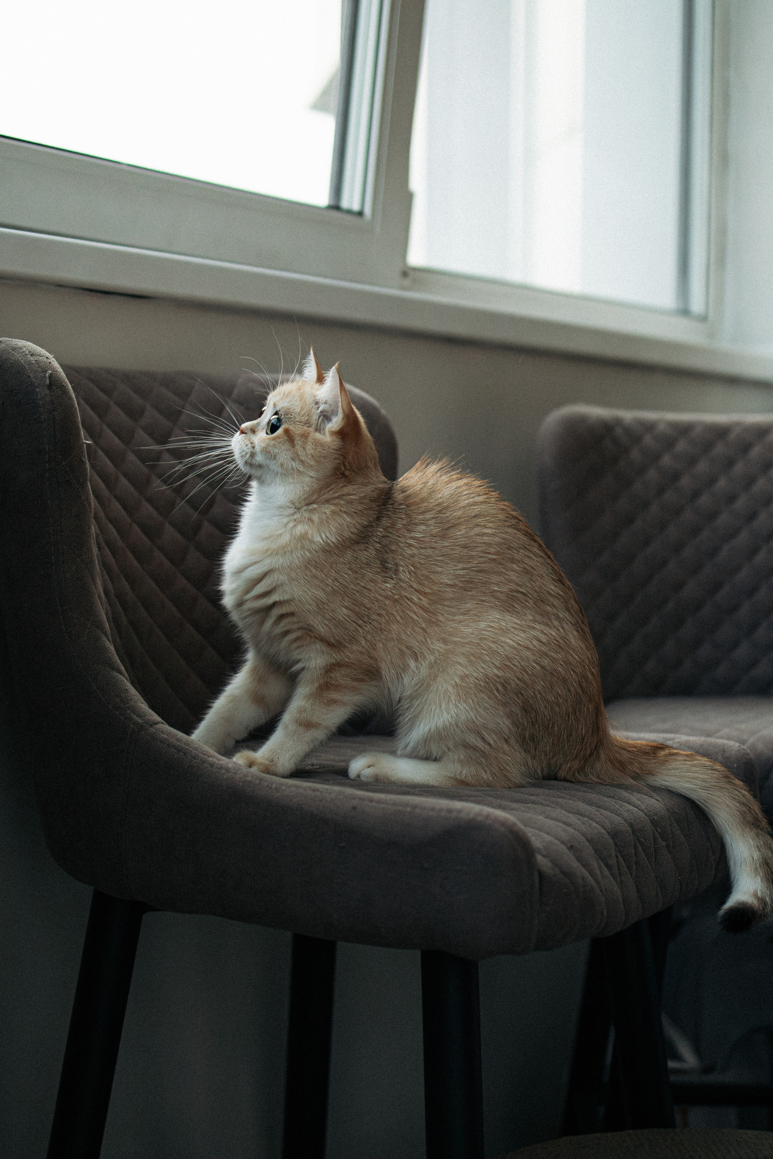 Илья, Люба и котики. Фотораф — анималист Мария Шистка