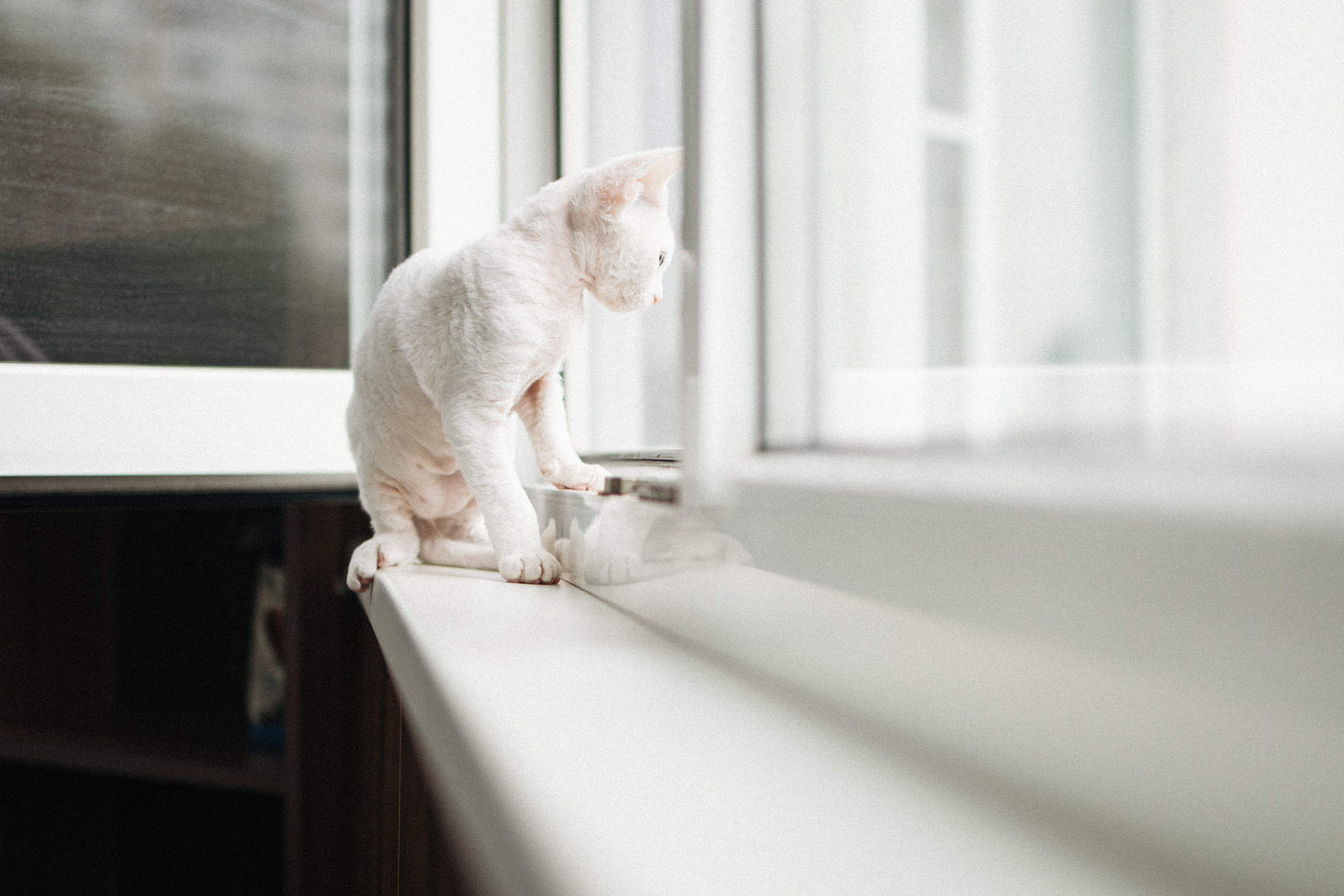 Этери, Саша и Эвия. Фотораф — анималист Мария Шистка