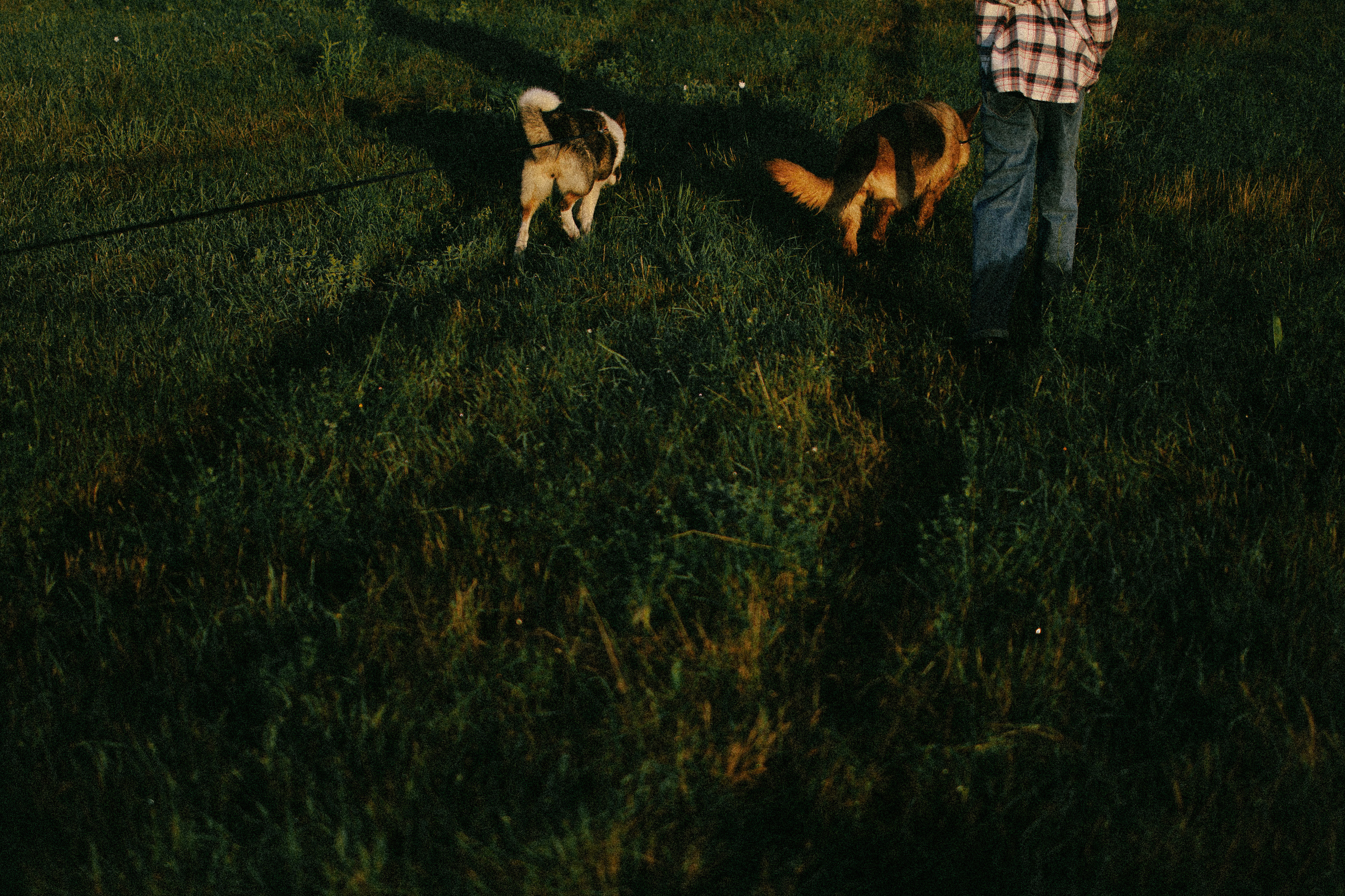 Девочки и рассвет. Фотораф — анималист Мария Шистка