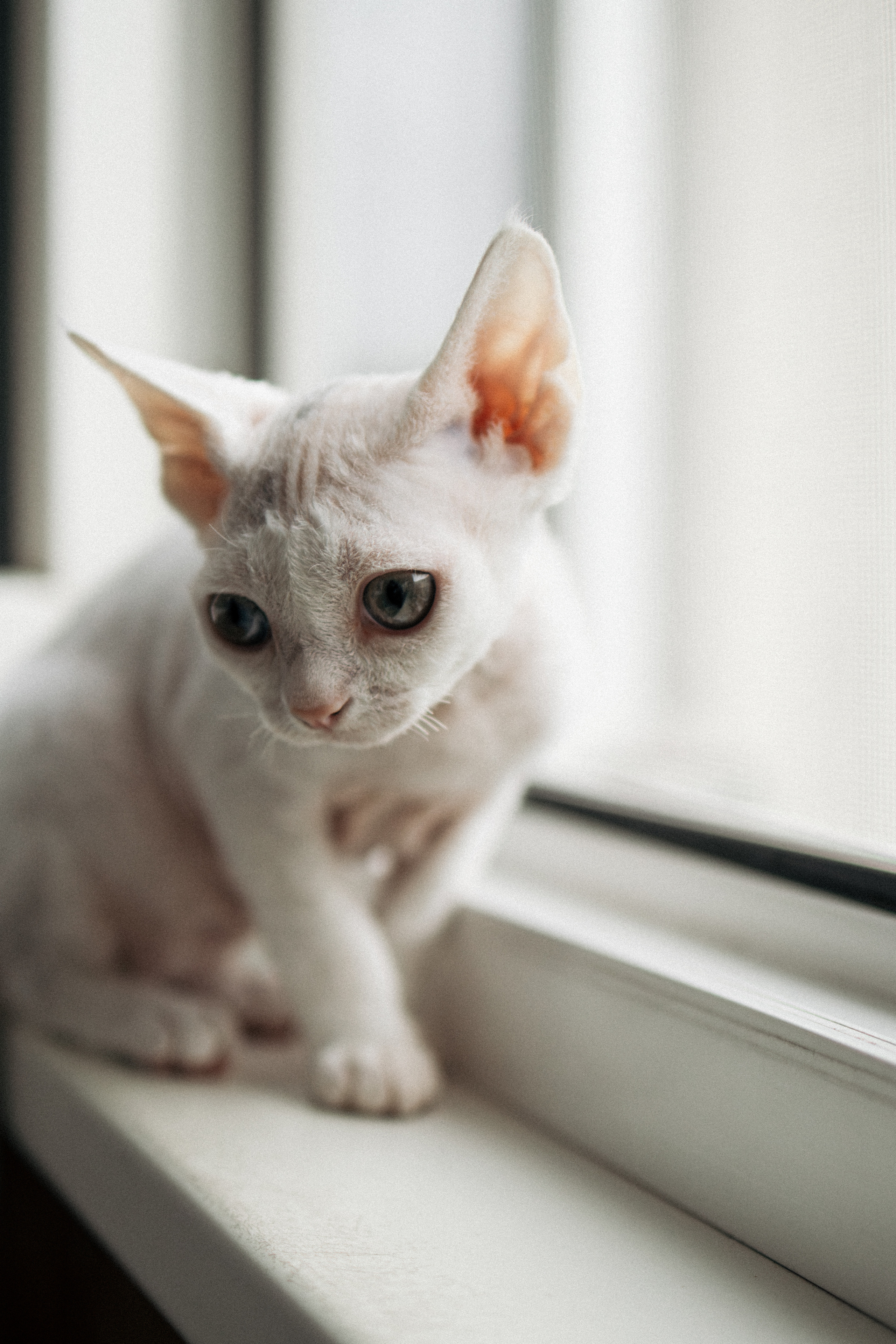 Этери, Саша и Эвия. Фотораф — анималист Мария Шистка